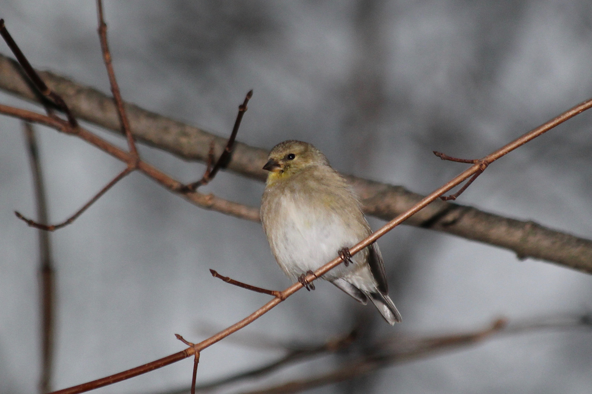 Canon EF 70-300mm F4-5.6 IS USM sample photo. Untitled photography