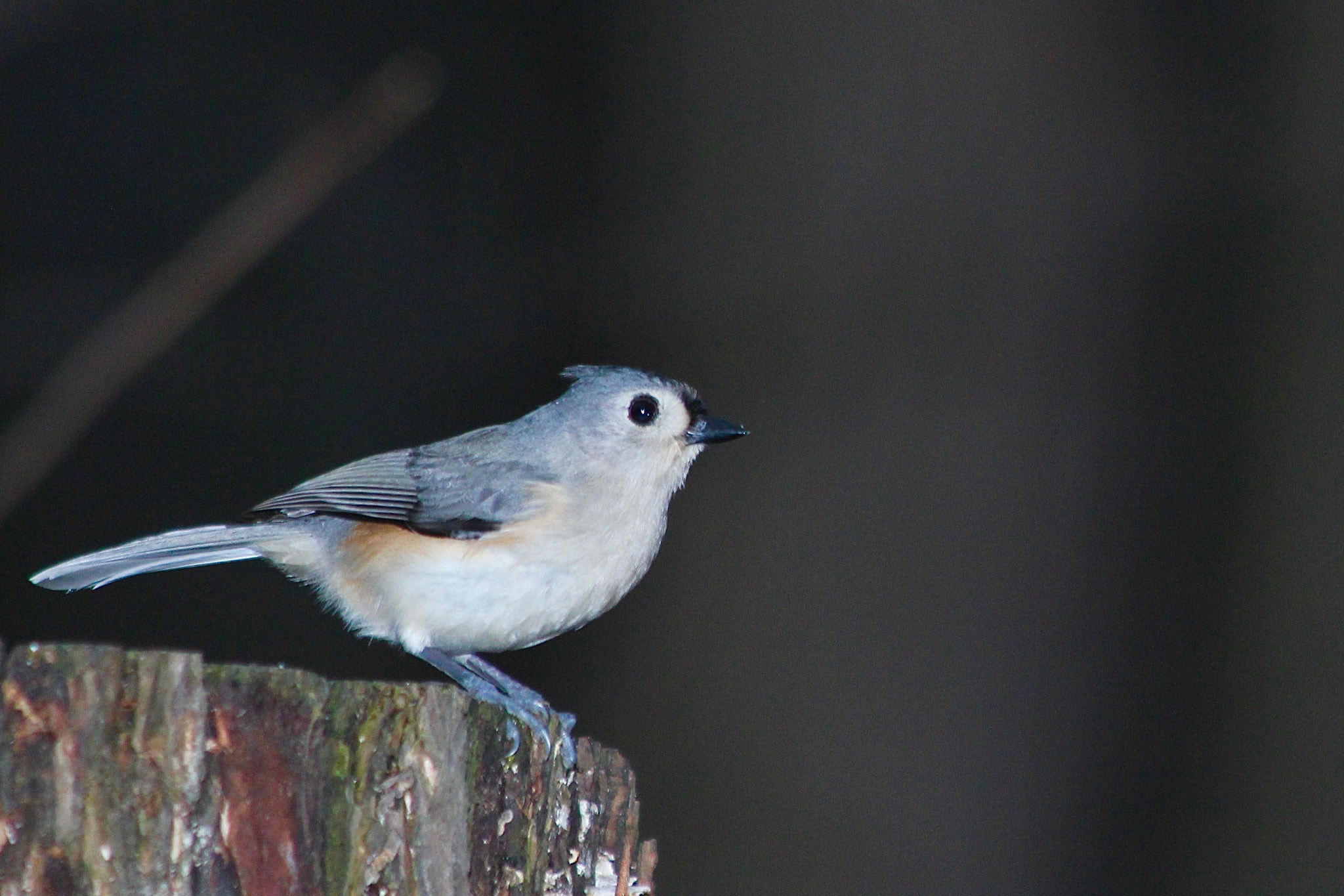 Canon EF 70-300mm F4-5.6 IS USM sample photo. Tufted titmouse photography