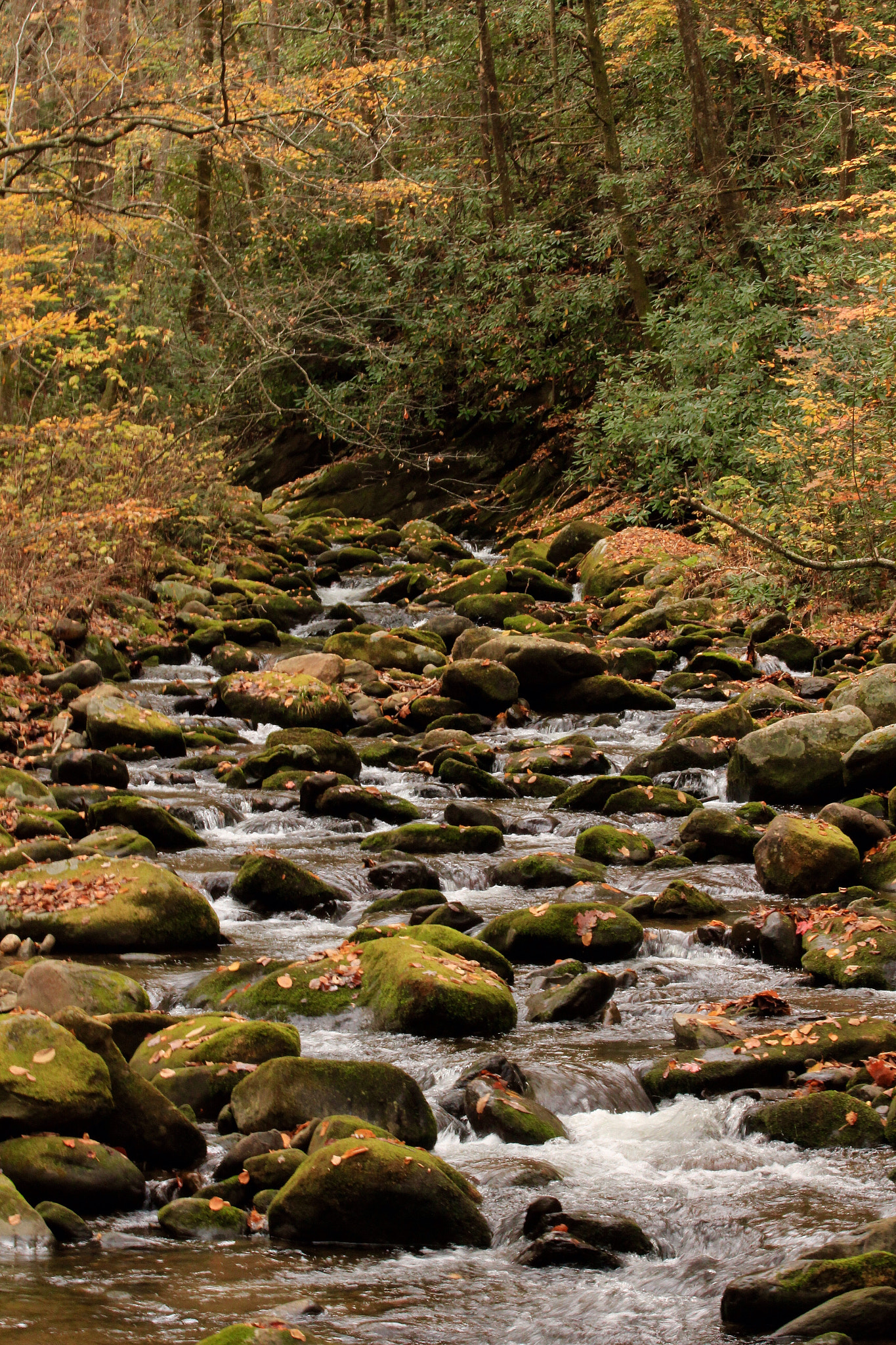 Canon EF 70-300mm F4-5.6 IS USM sample photo