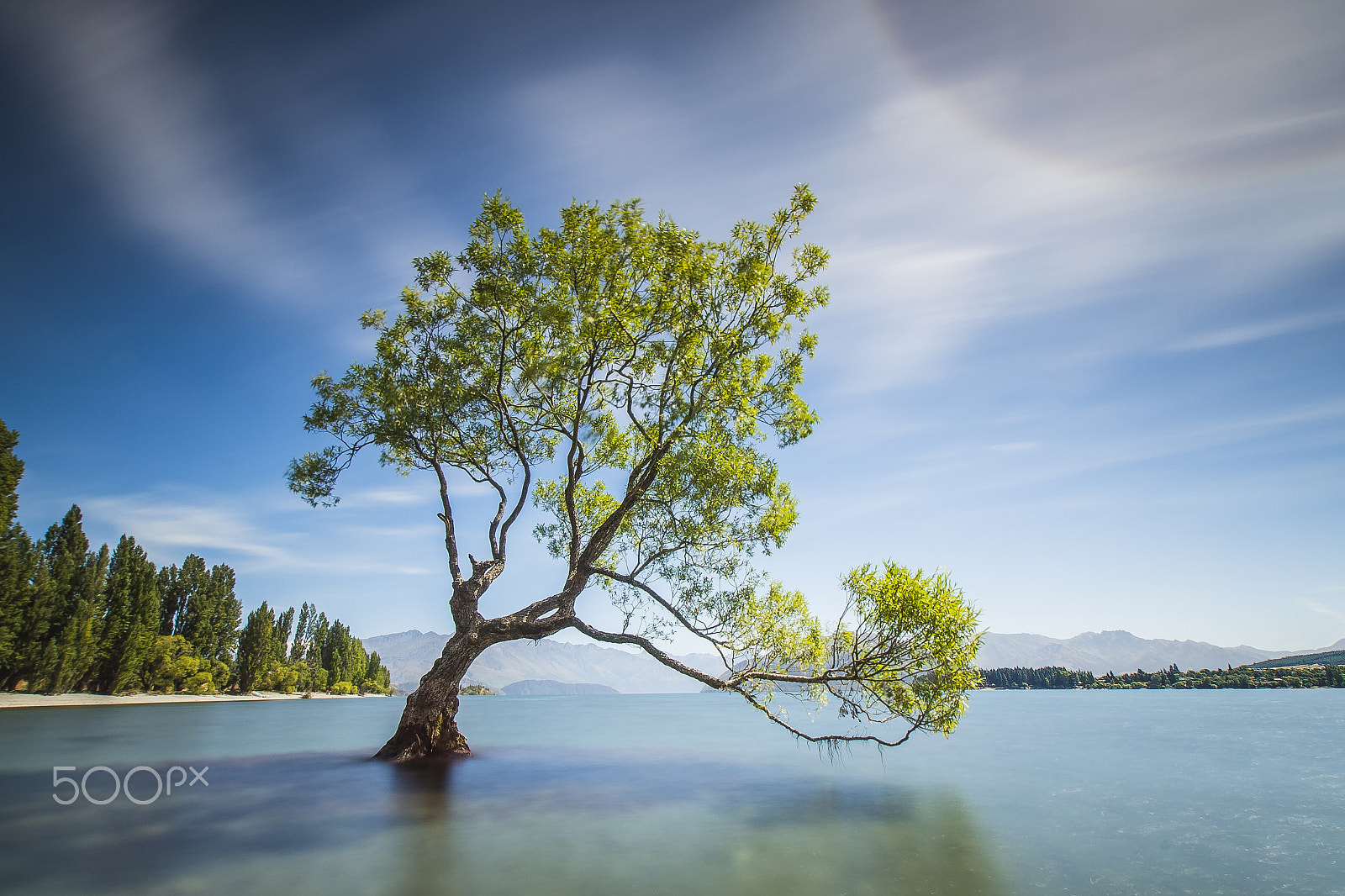 Sony DT 11-18mm F4.5-5.6 sample photo. Wanaka tree photography