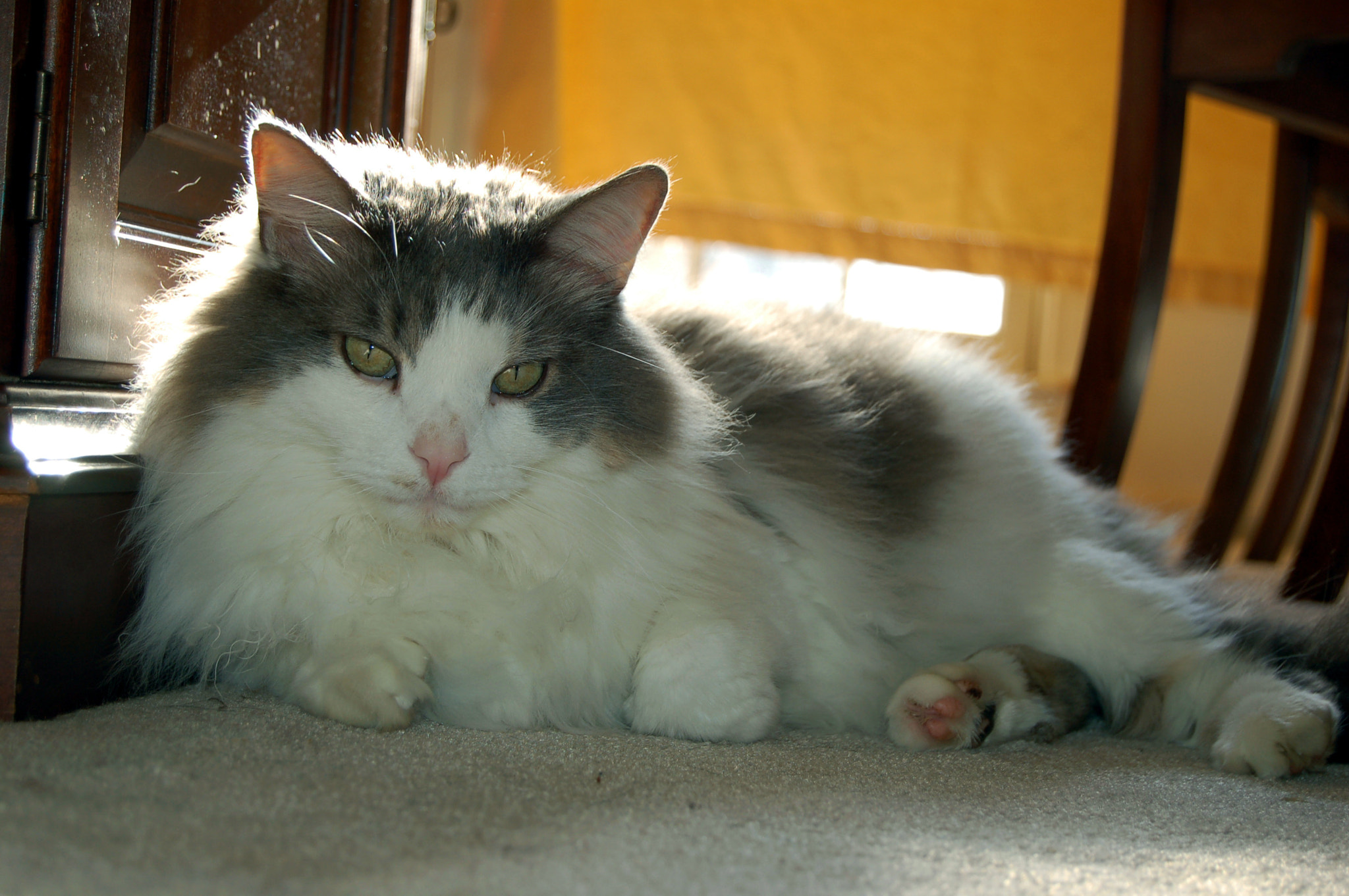 Nikon D50 sample photo. Edited photography