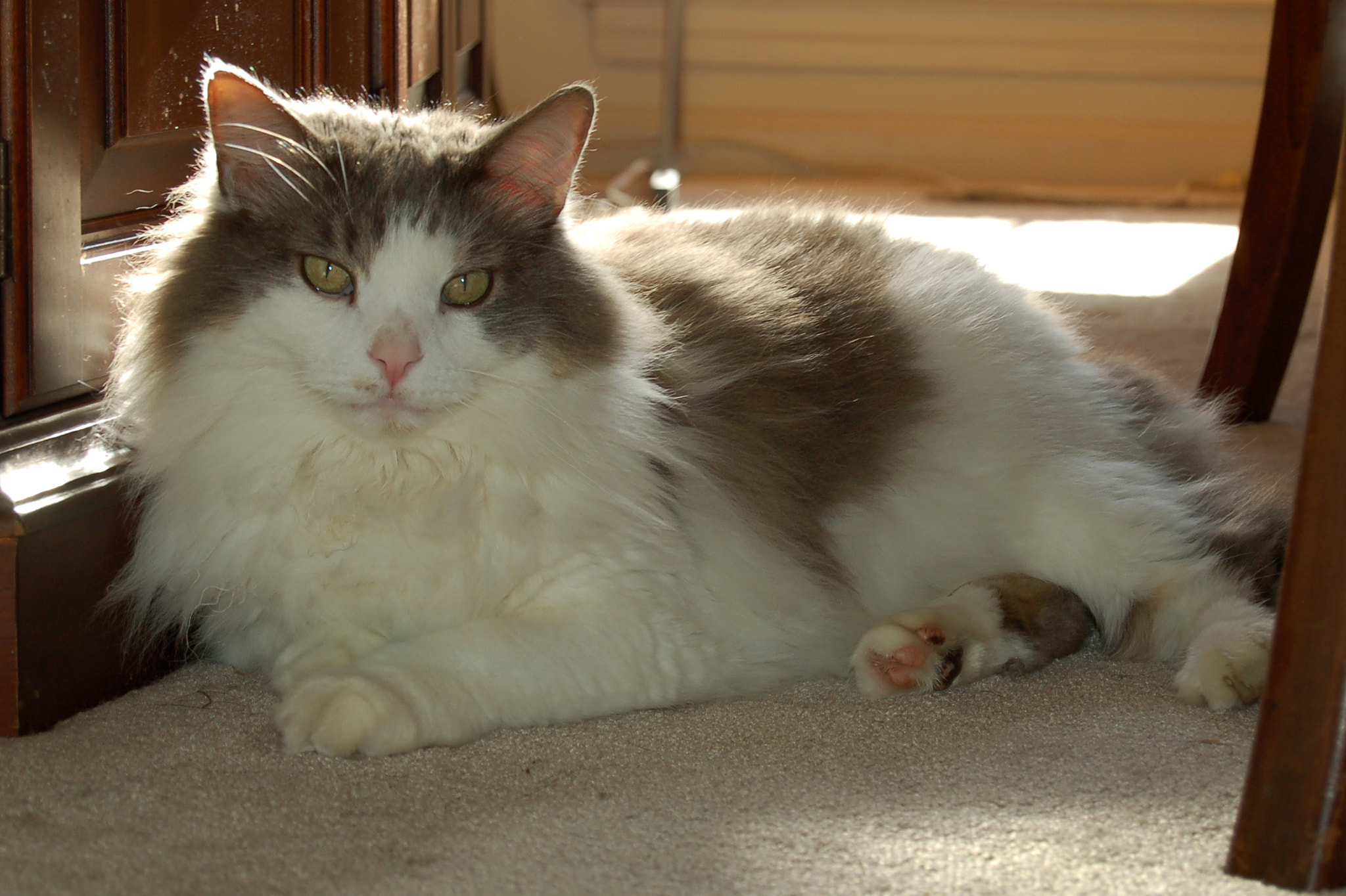 Nikon D50 sample photo. Edited photography