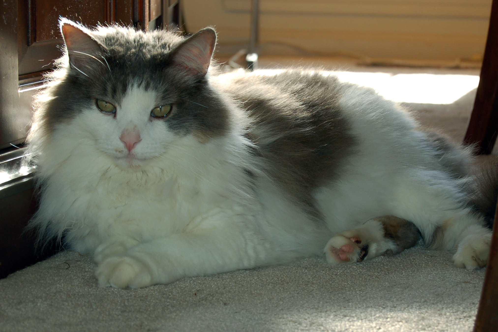 Nikon D50 sample photo. Edited photography