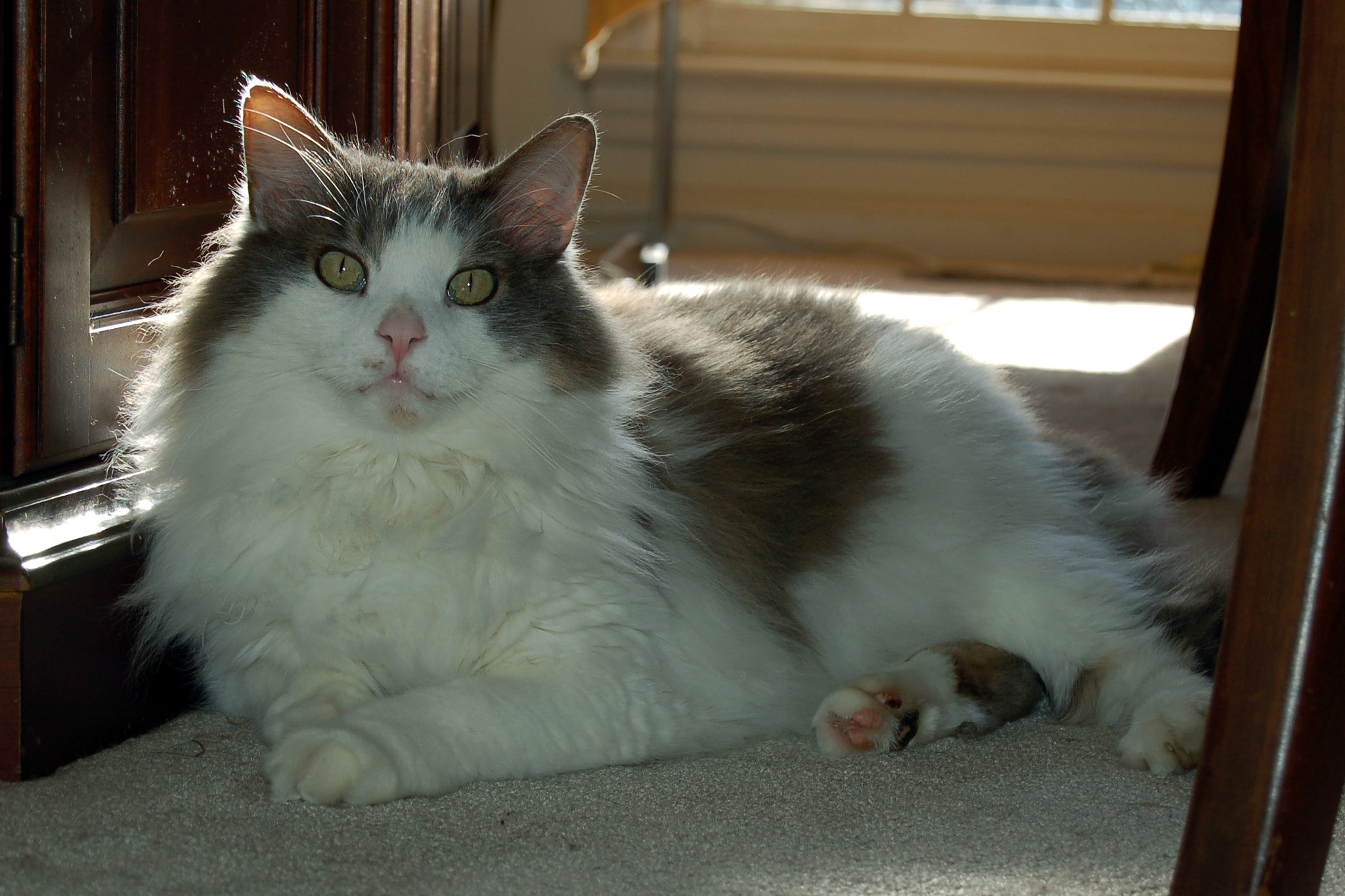 Nikon D50 sample photo. Edited photography