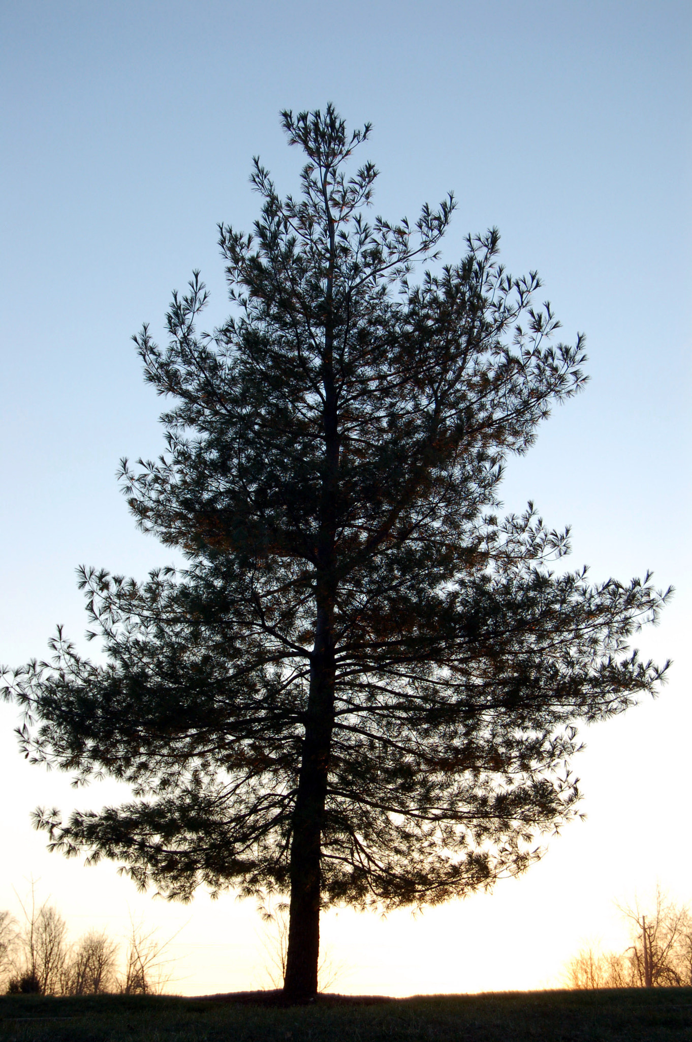 Nikon D50 sample photo. Edited photography