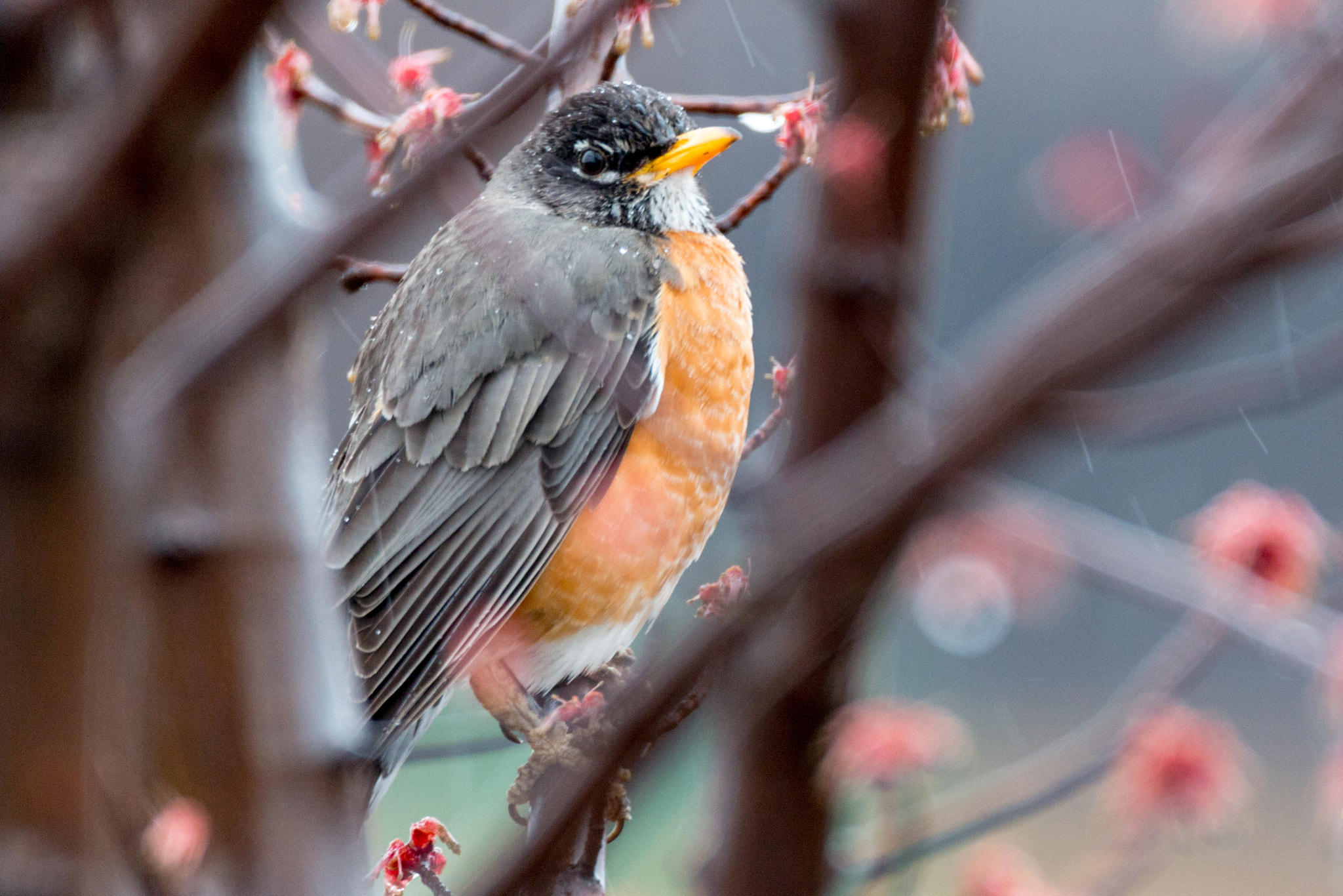 Canon EF 500mm F4L IS USM sample photo