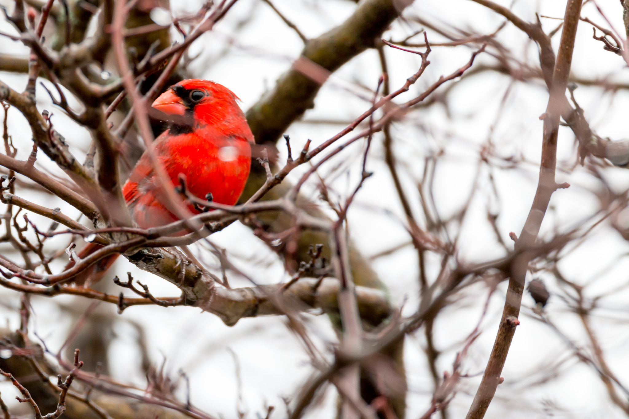 Canon EF 500mm F4L IS USM sample photo