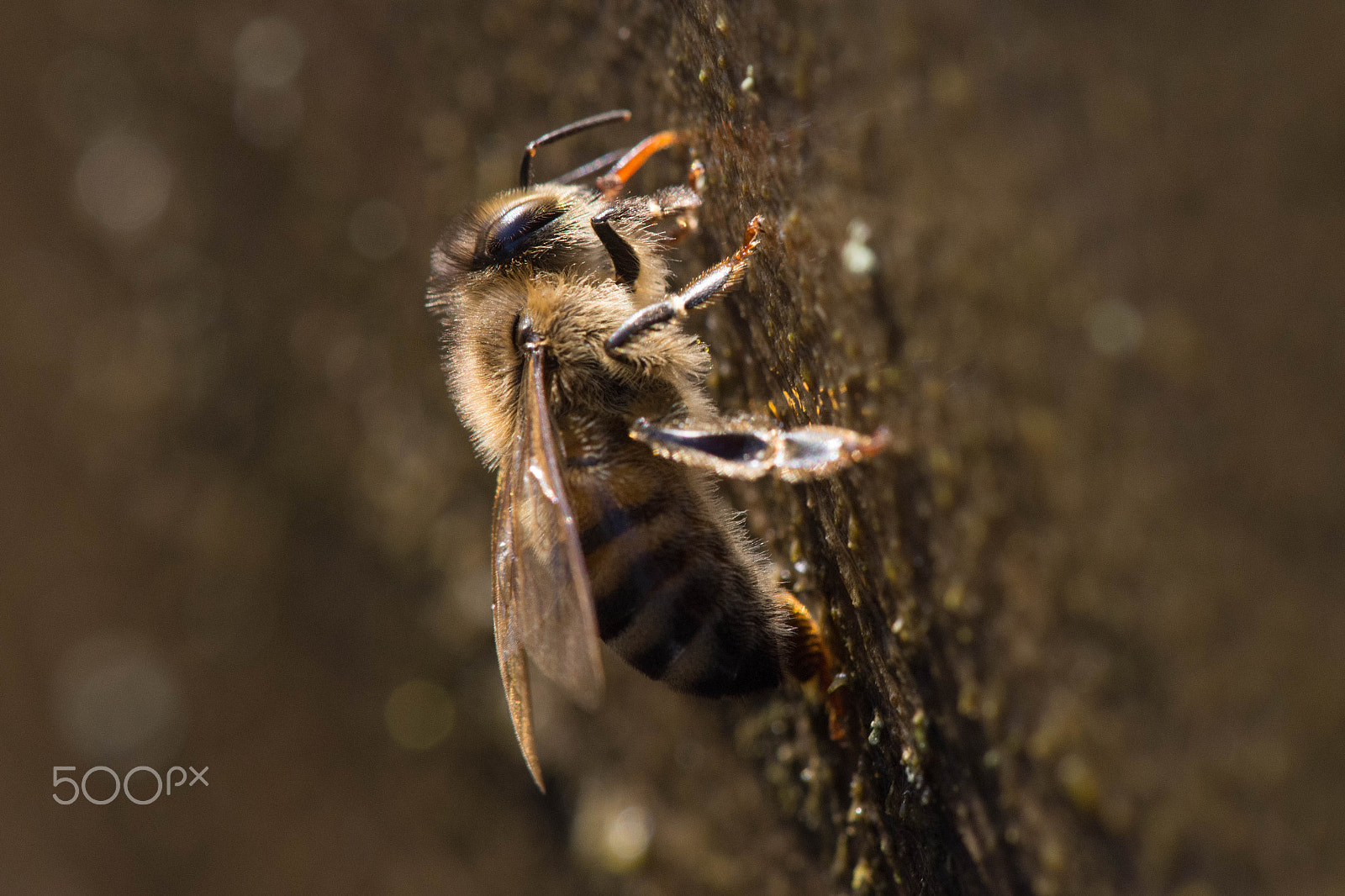 Nikon AF-S DX Micro-Nikkor 85mm F3.5G ED VR sample photo. Honeybee getting water photography