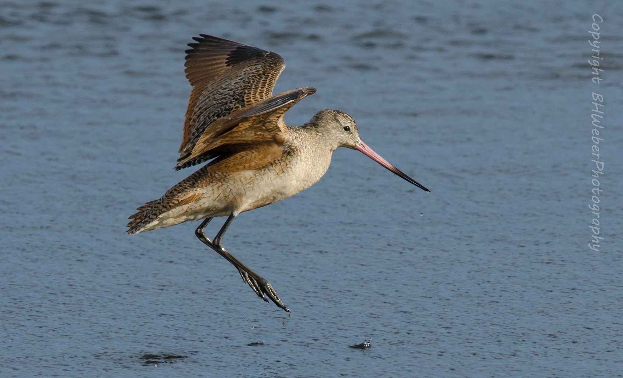 Nikon Nikkor AF-S 300mm F4E PF ED VR sample photo. Godwit landing photography