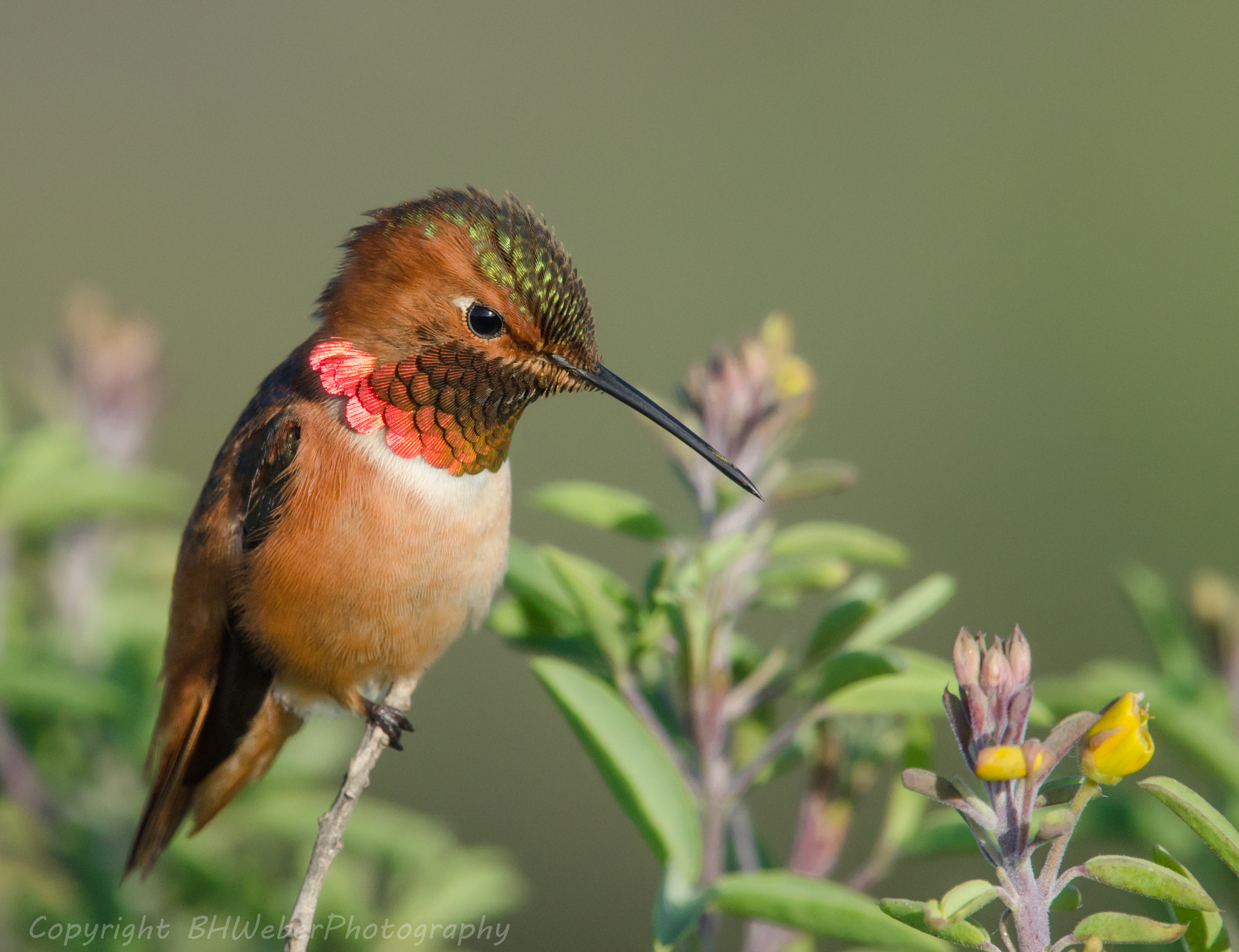 Nikon Nikkor AF-S 300mm F4E PF ED VR sample photo. That looks tasty! photography
