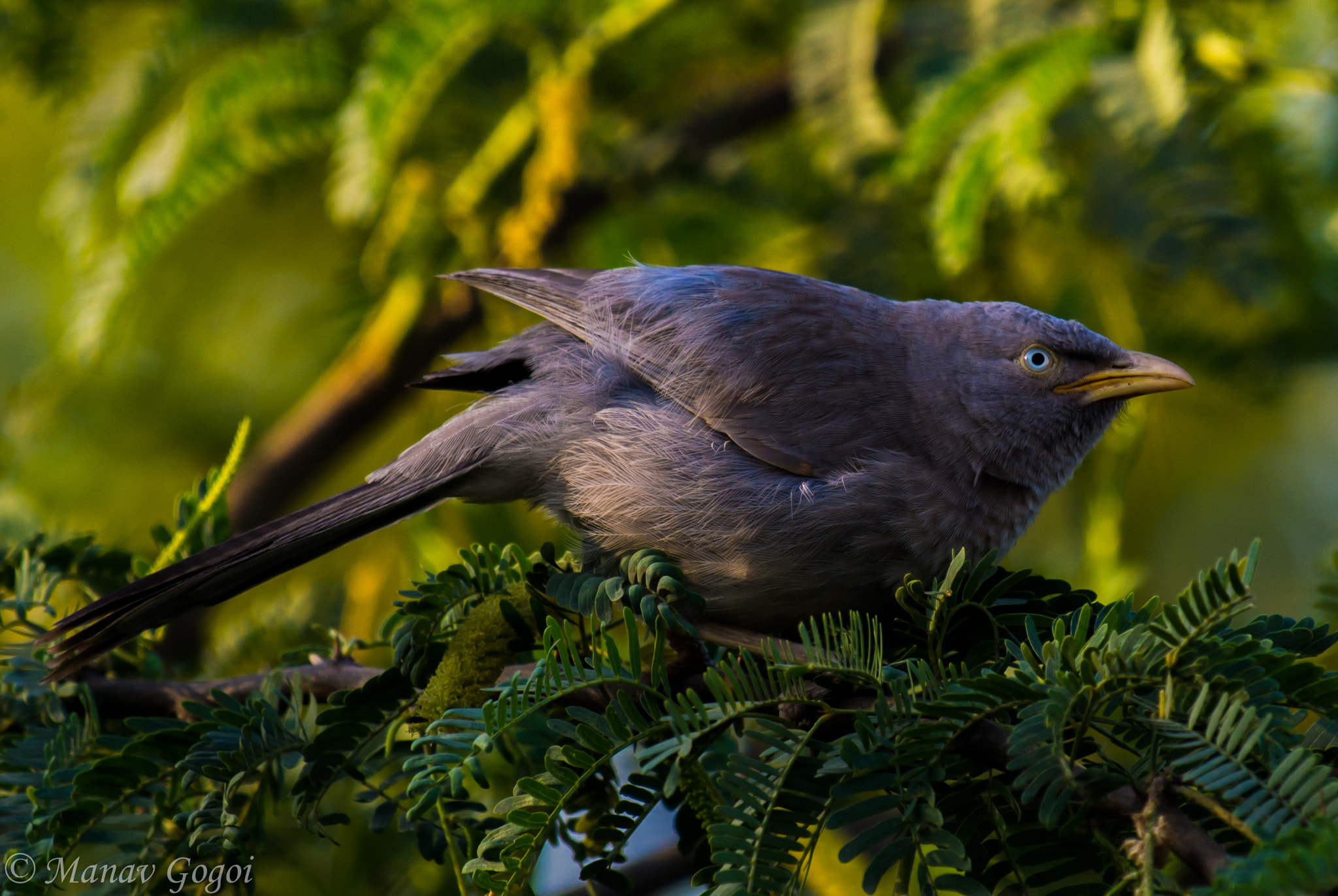 Nikon AF-S Nikkor 200-500mm F5.6E ED VR sample photo. Jungle babbler photography