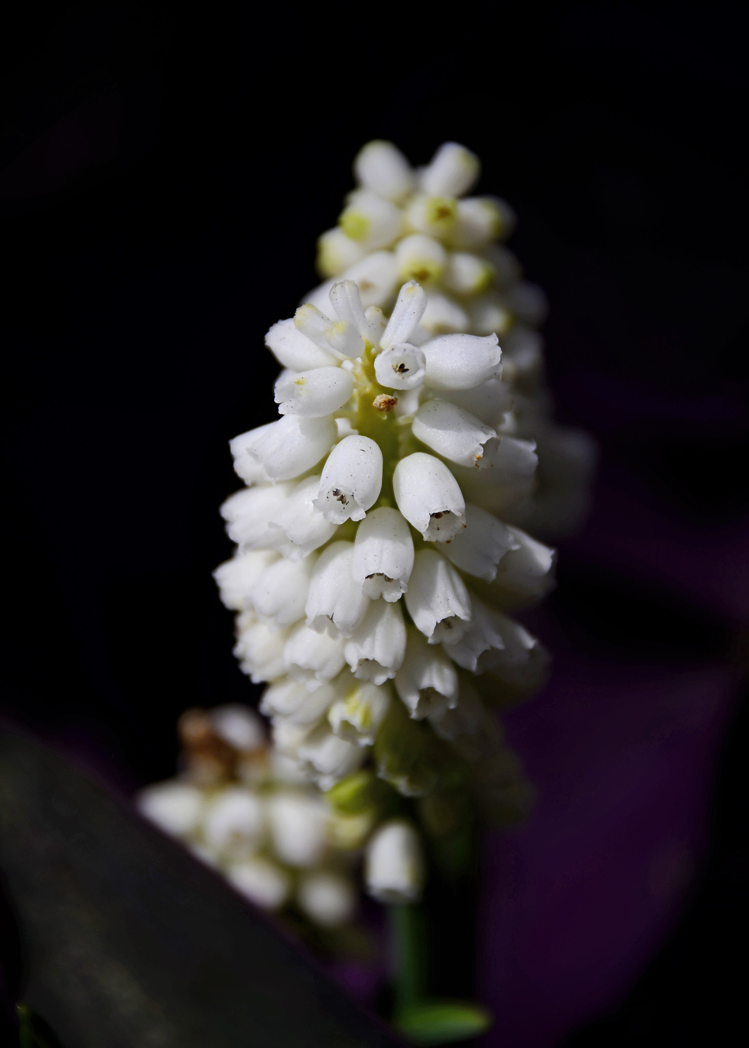 AF Zoom-Nikkor 75-240mm f/4.5-5.6D sample photo. White grape hyacinth photography