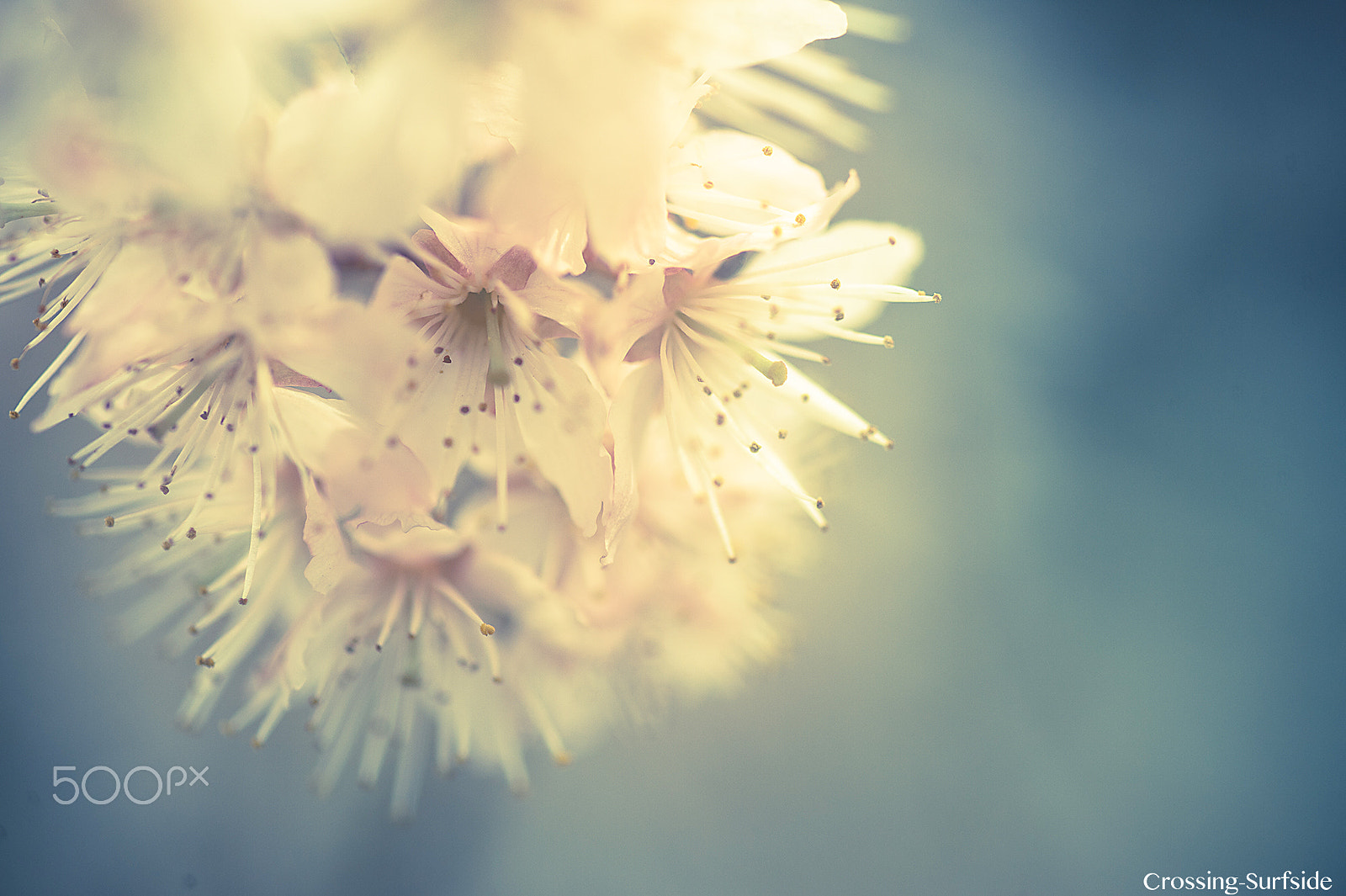 Nikon Df sample photo. Cherry blomming photography