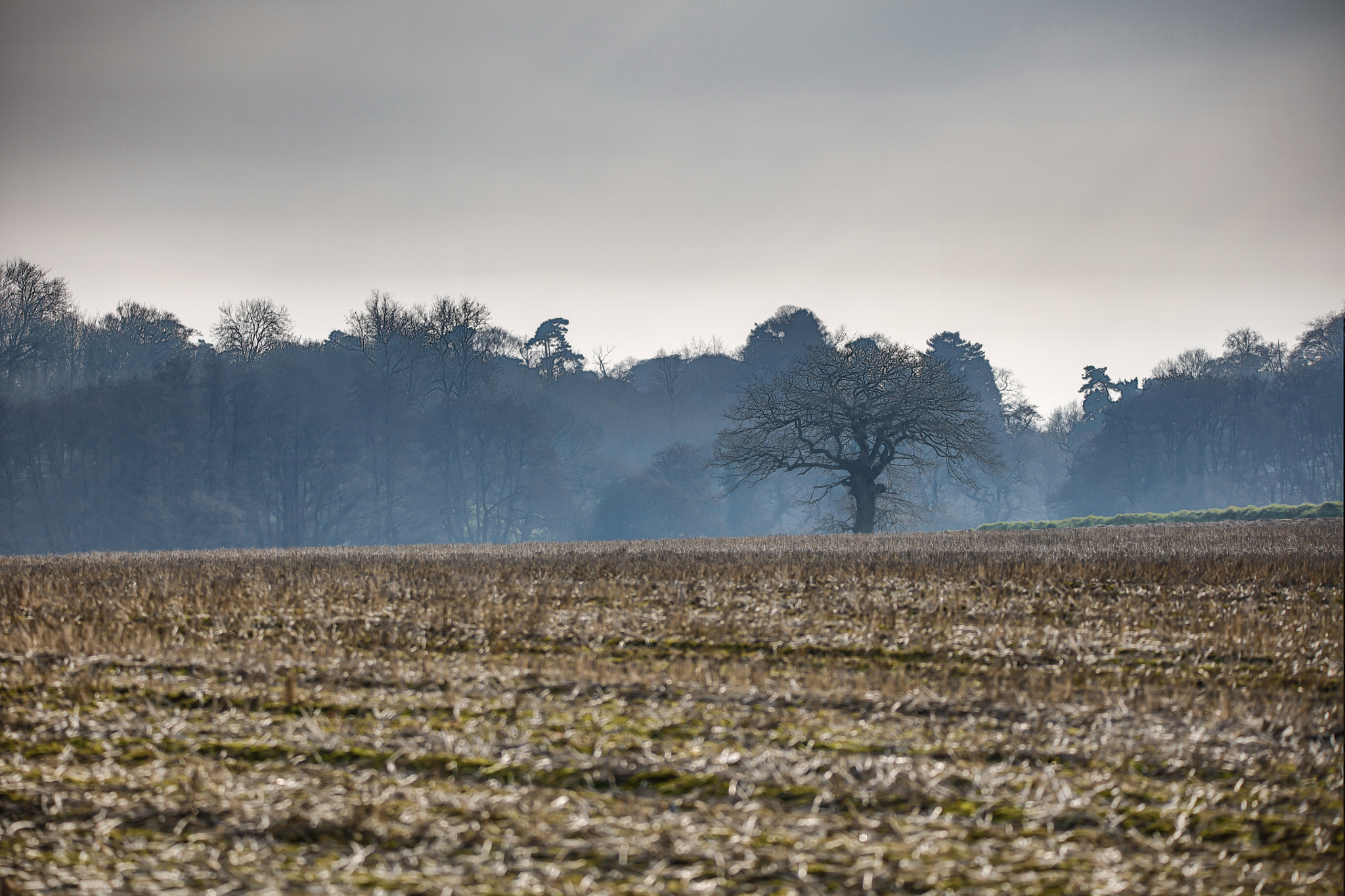 Sigma 150-600mm F5-6.3 DG OS HSM | C sample photo. Misty landscape photography