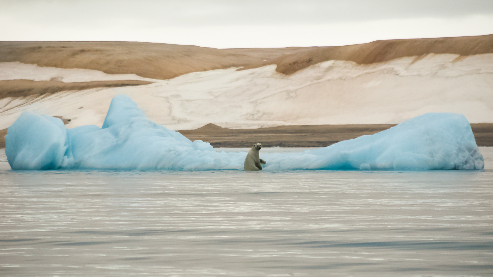 Nikon D50 + Sigma 18-200mm F3.5-6.3 DC sample photo. Polar bear on drift ice. photography