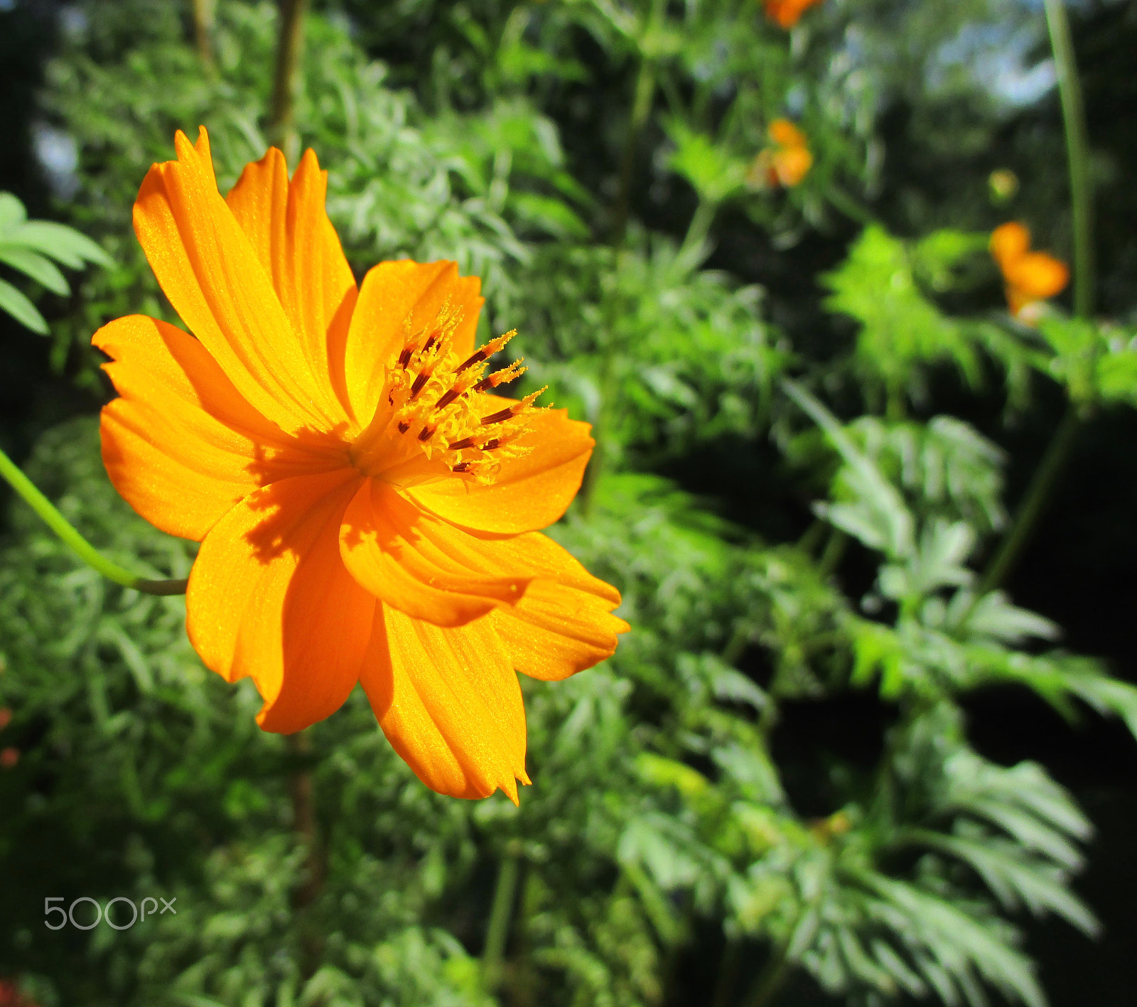 Canon PowerShot ELPH 115 IS (IXUS 132 / IXY 90F) sample photo. A flower turning its face towards the sun photography