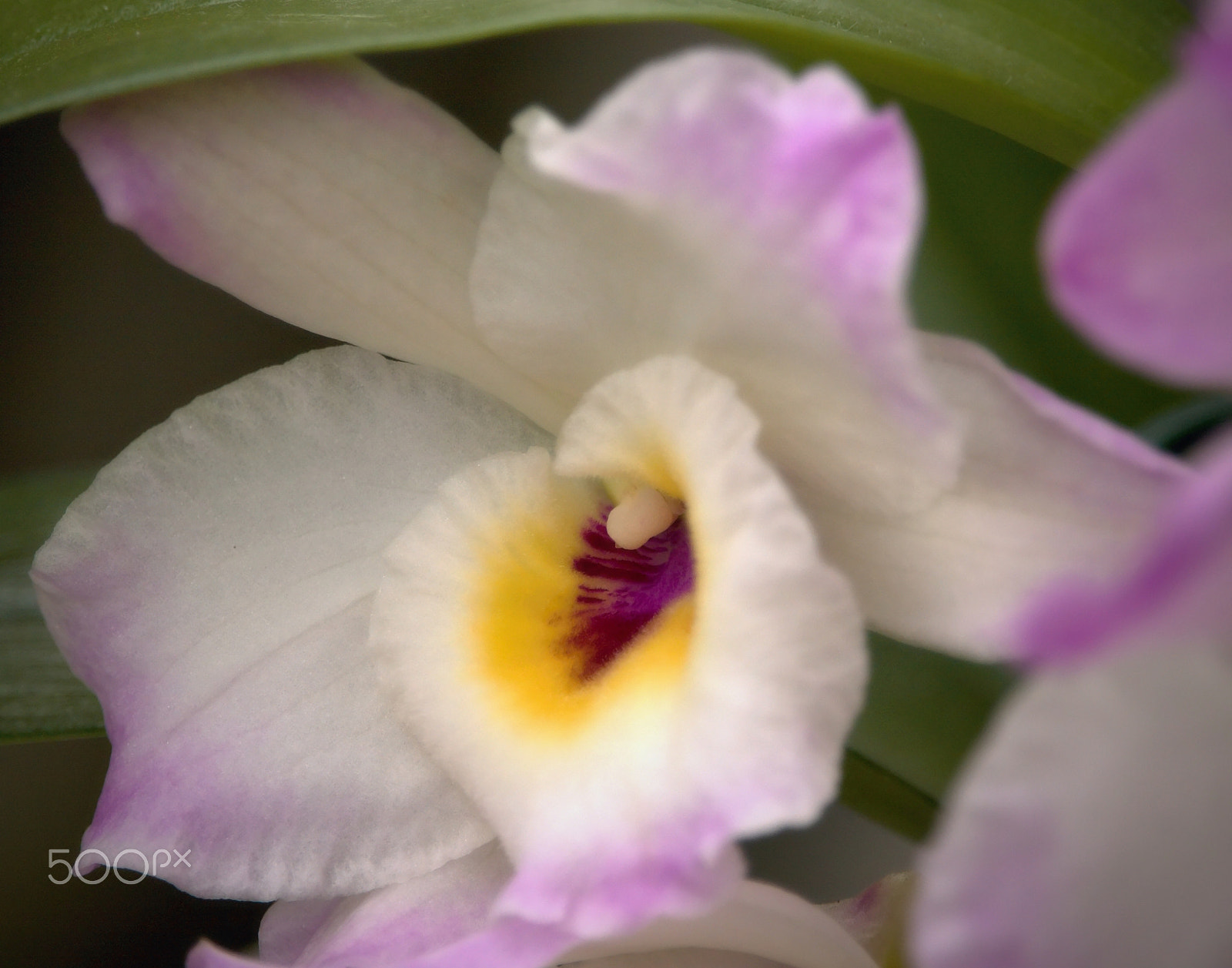 Canon EF-S 55-250mm F4-5.6 IS STM sample photo. Orchid 2 photography