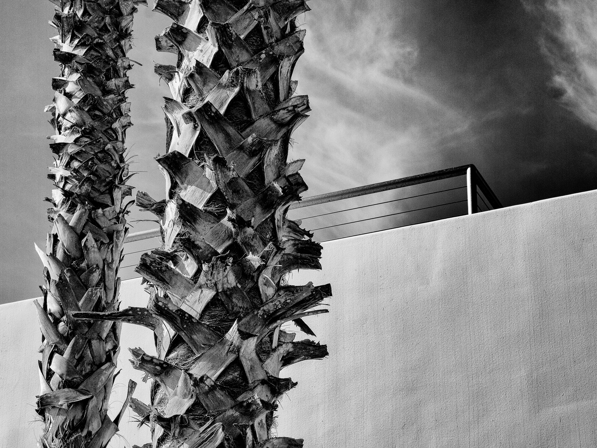 Olympus PEN E-P3 sample photo. Looking up in la jolla photography