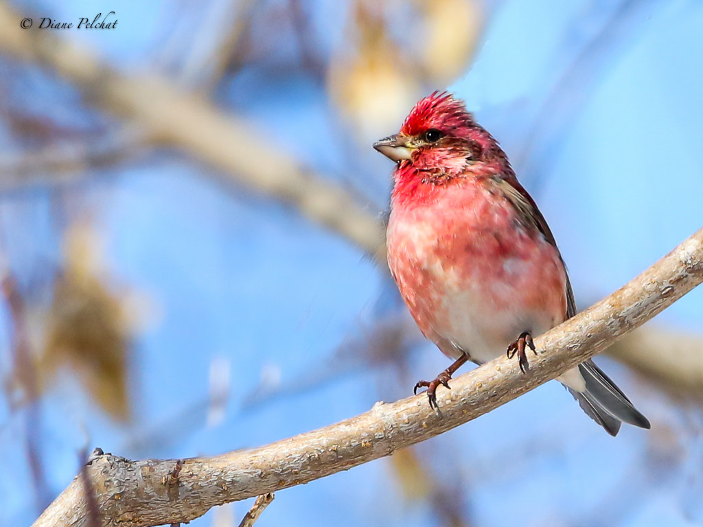 Canon EF 300mm F2.8L IS II USM sample photo. Purple finch photography