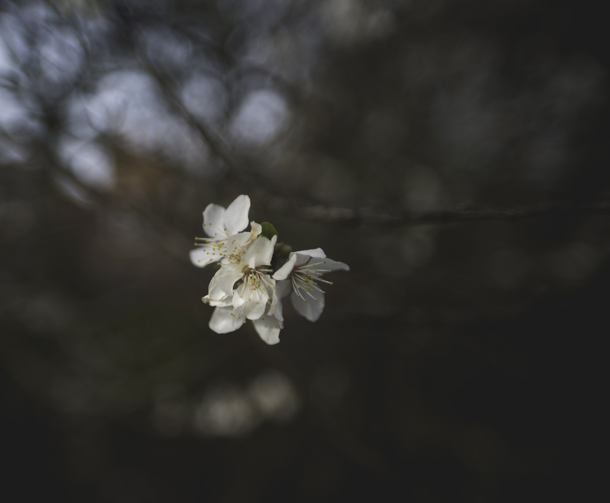 Nikon D750 + Sigma 20mm F1.8 EX DG Aspherical RF sample photo. I've decided spring is here photography