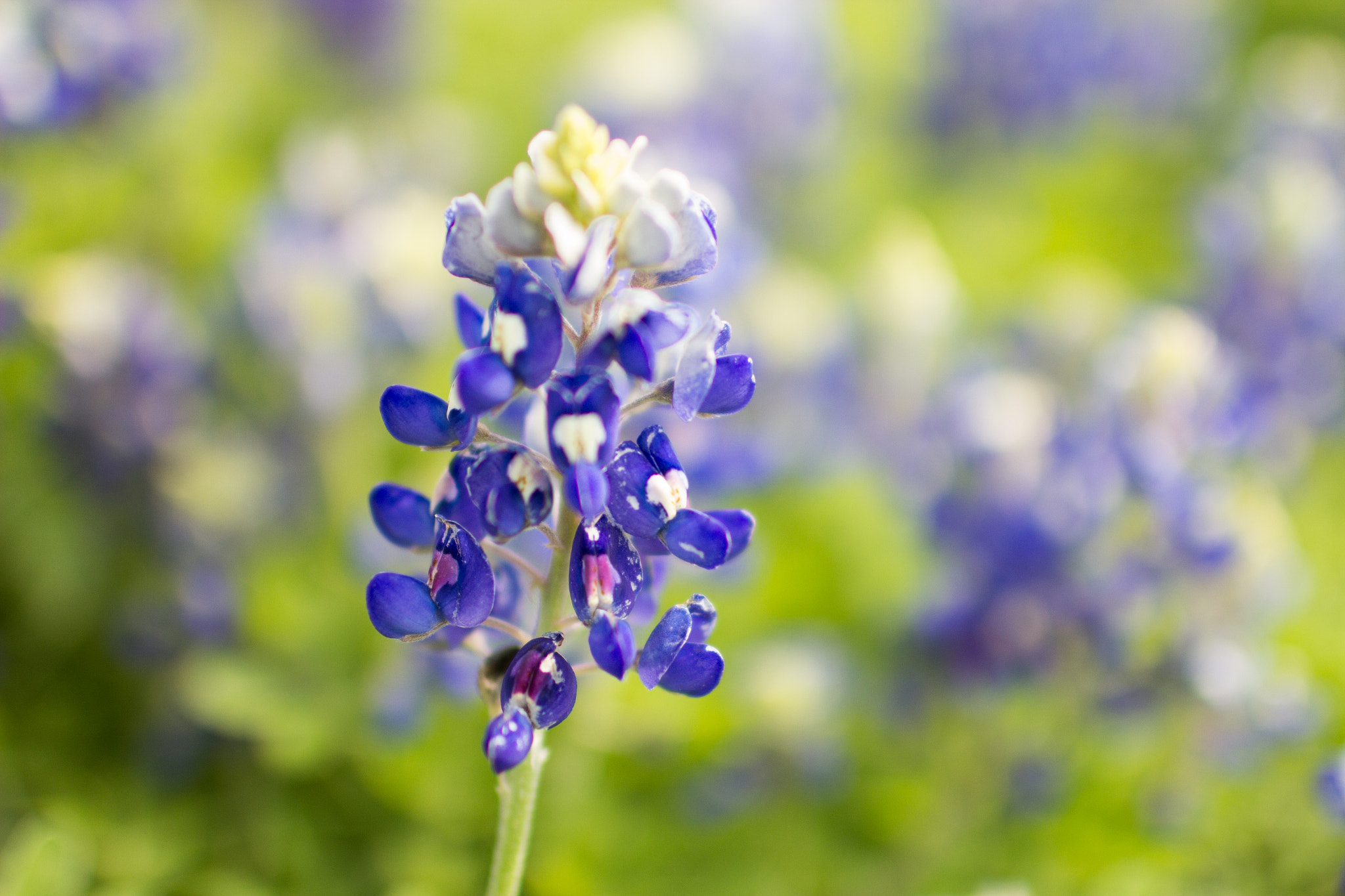 Canon EOS 60D + Canon EF 35mm F1.4L USM sample photo. Blue bonnet photography