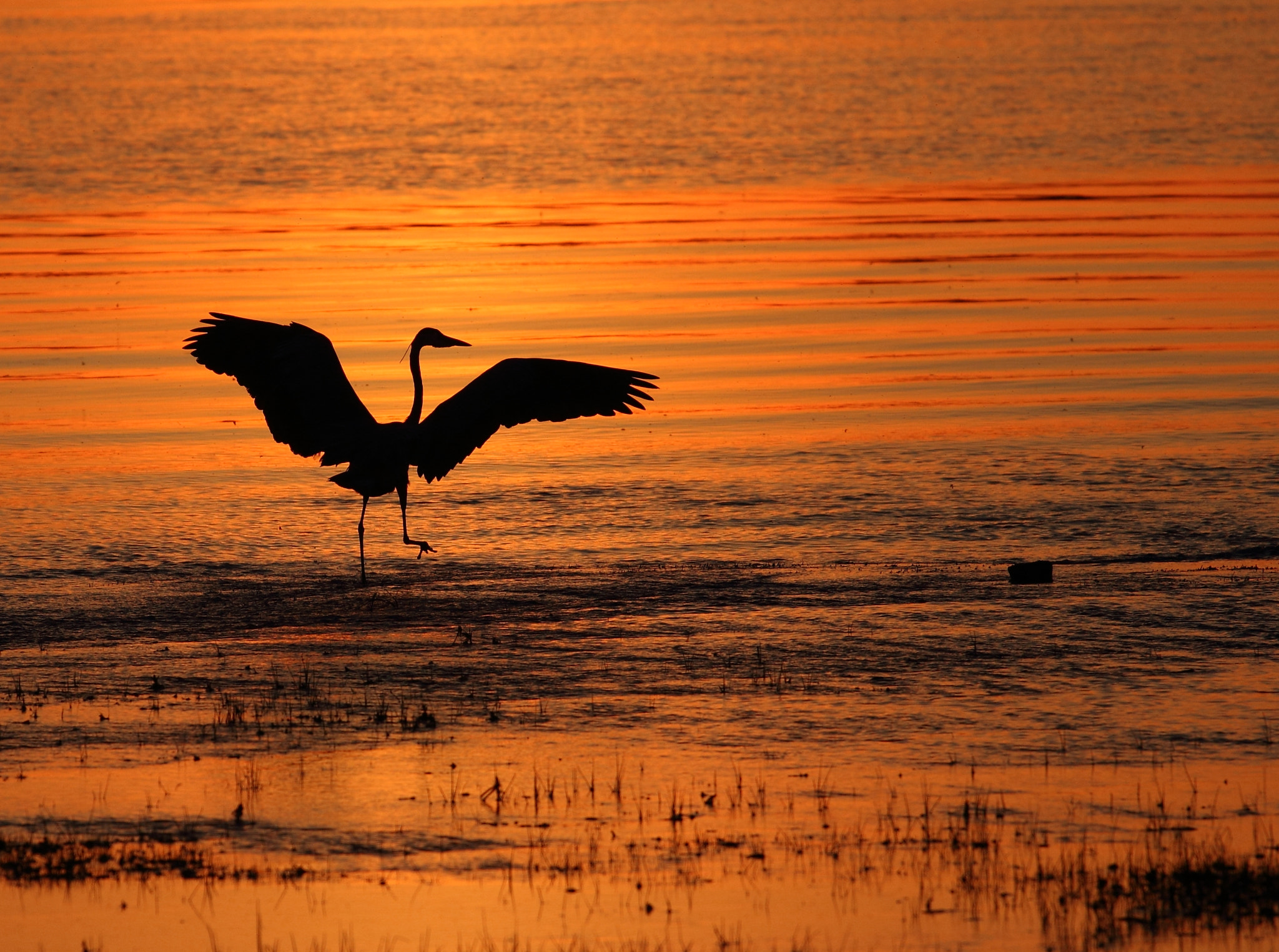 Canon EOS 550D (EOS Rebel T2i / EOS Kiss X4) + Canon EF 70-200mm F4L USM sample photo. Bird in sunset photography