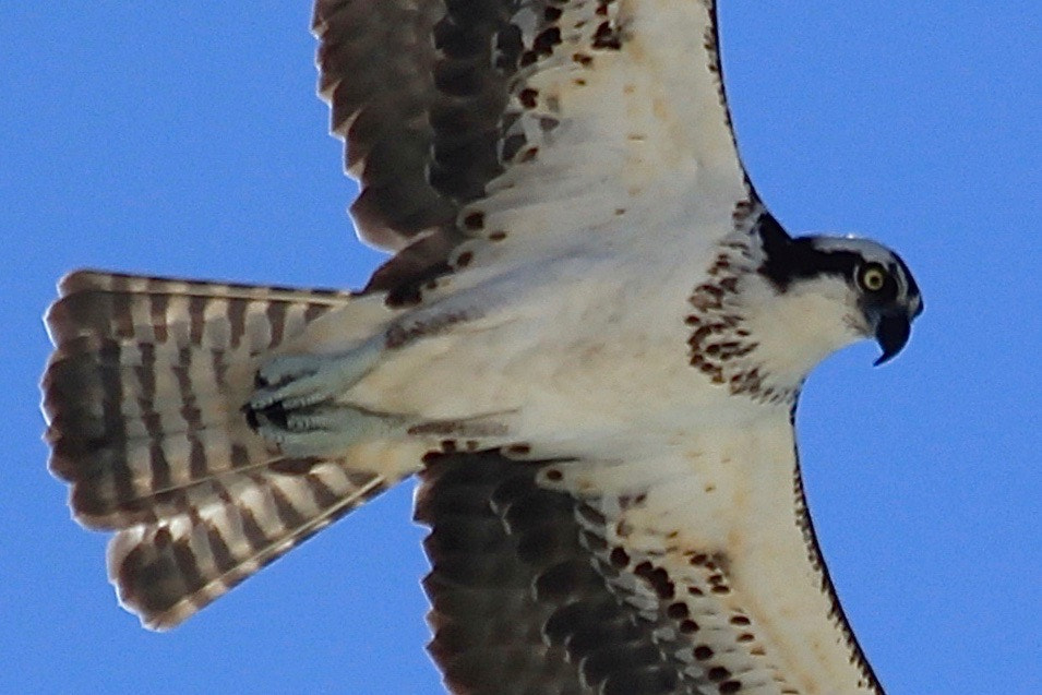 Canon EF 70-300mm F4-5.6 IS USM sample photo. Osprey photography