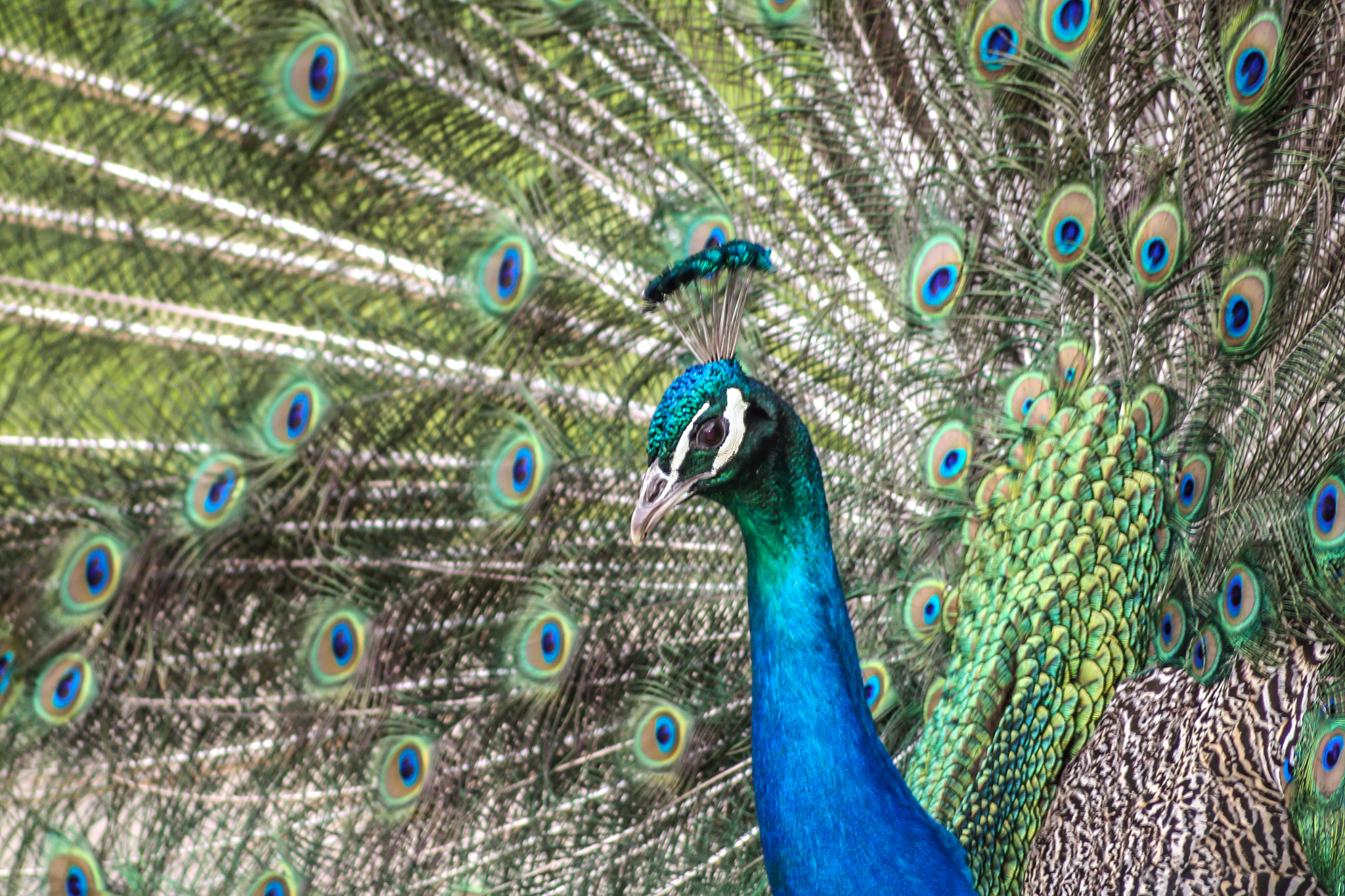 Sigma 70-300mm F4-5.6 APO DG Macro sample photo. Peacock photography