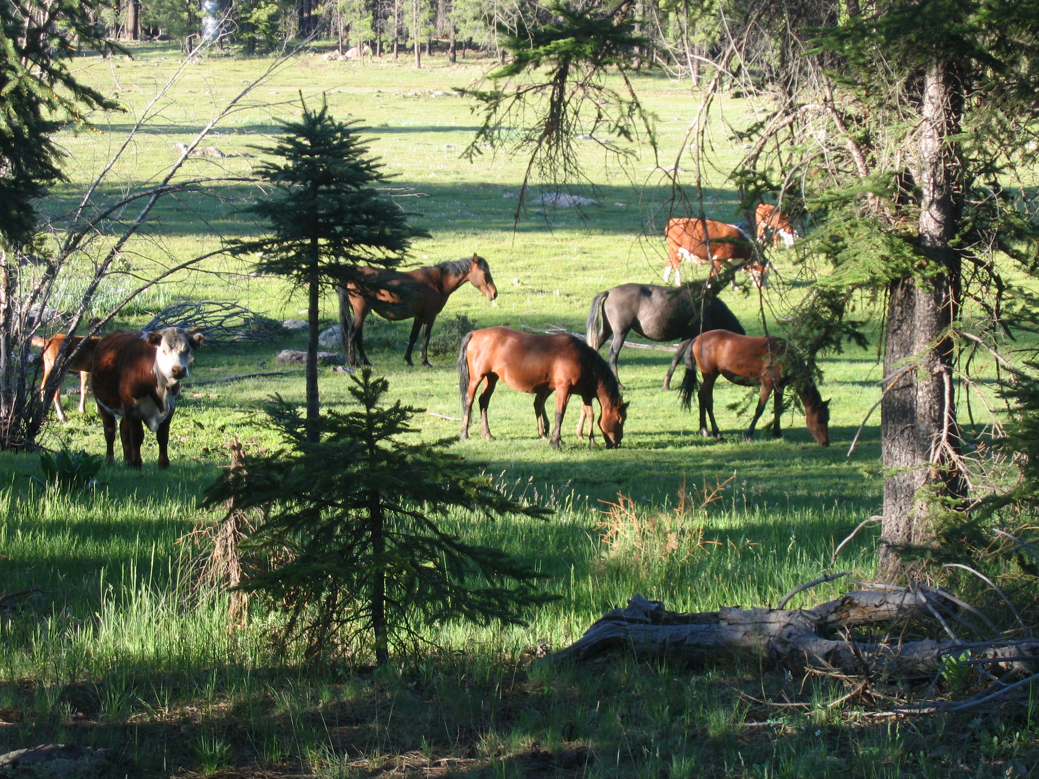 Canon POWERSHOT A95 sample photo. Horse meadow photography