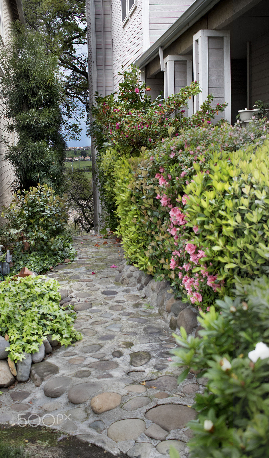 Canon EOS M2 sample photo. Garden photography