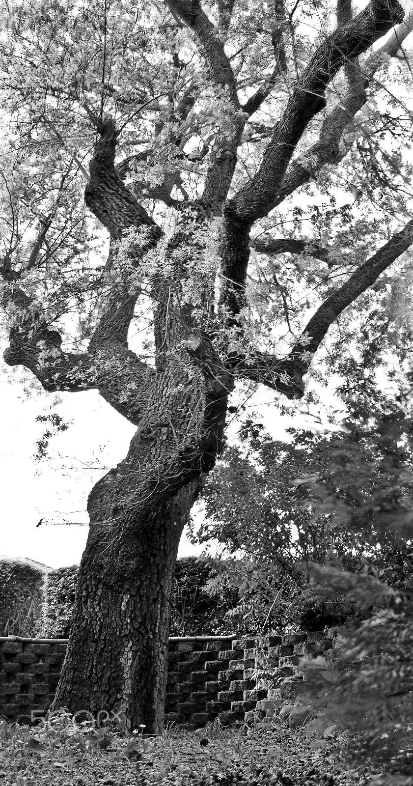 Canon EOS M2 sample photo. Tree photography