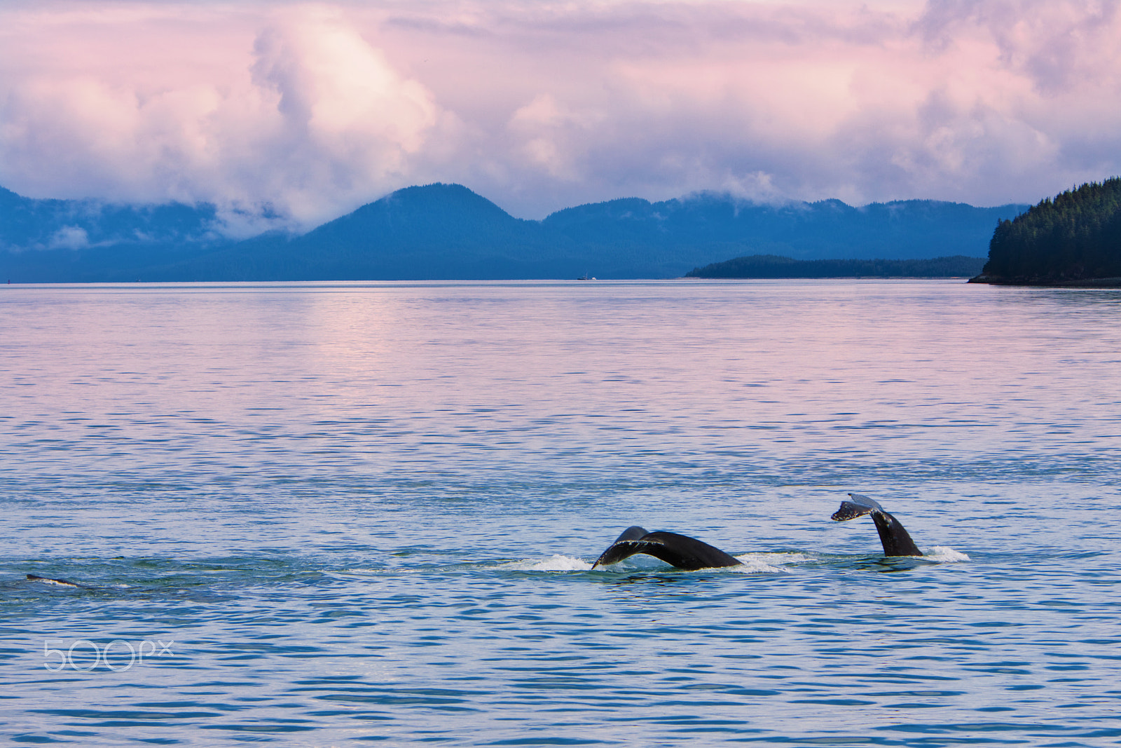 Canon EOS 50D + Canon EF 70-200mm F2.8L IS USM sample photo. Whales under pink sky photography