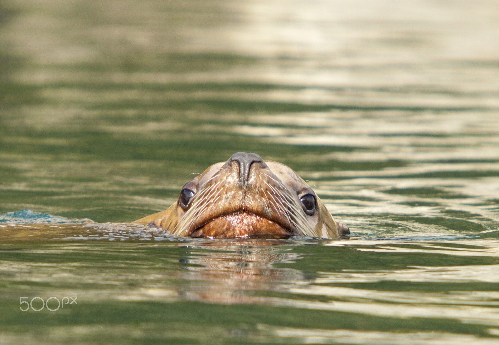 Canon EF 70-200mm F2.8L IS USM sample photo. Alaska sea lion photography
