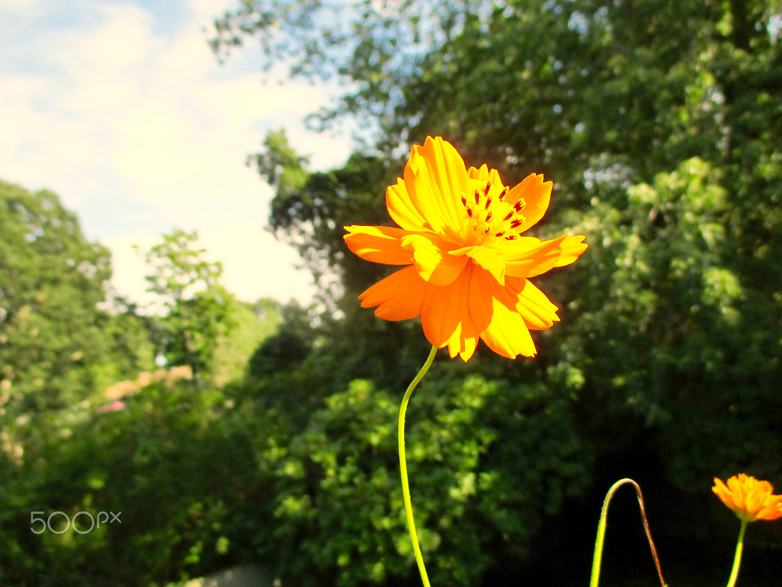 Canon PowerShot ELPH 115 IS (IXUS 132 / IXY 90F) sample photo. Yellow flower photography