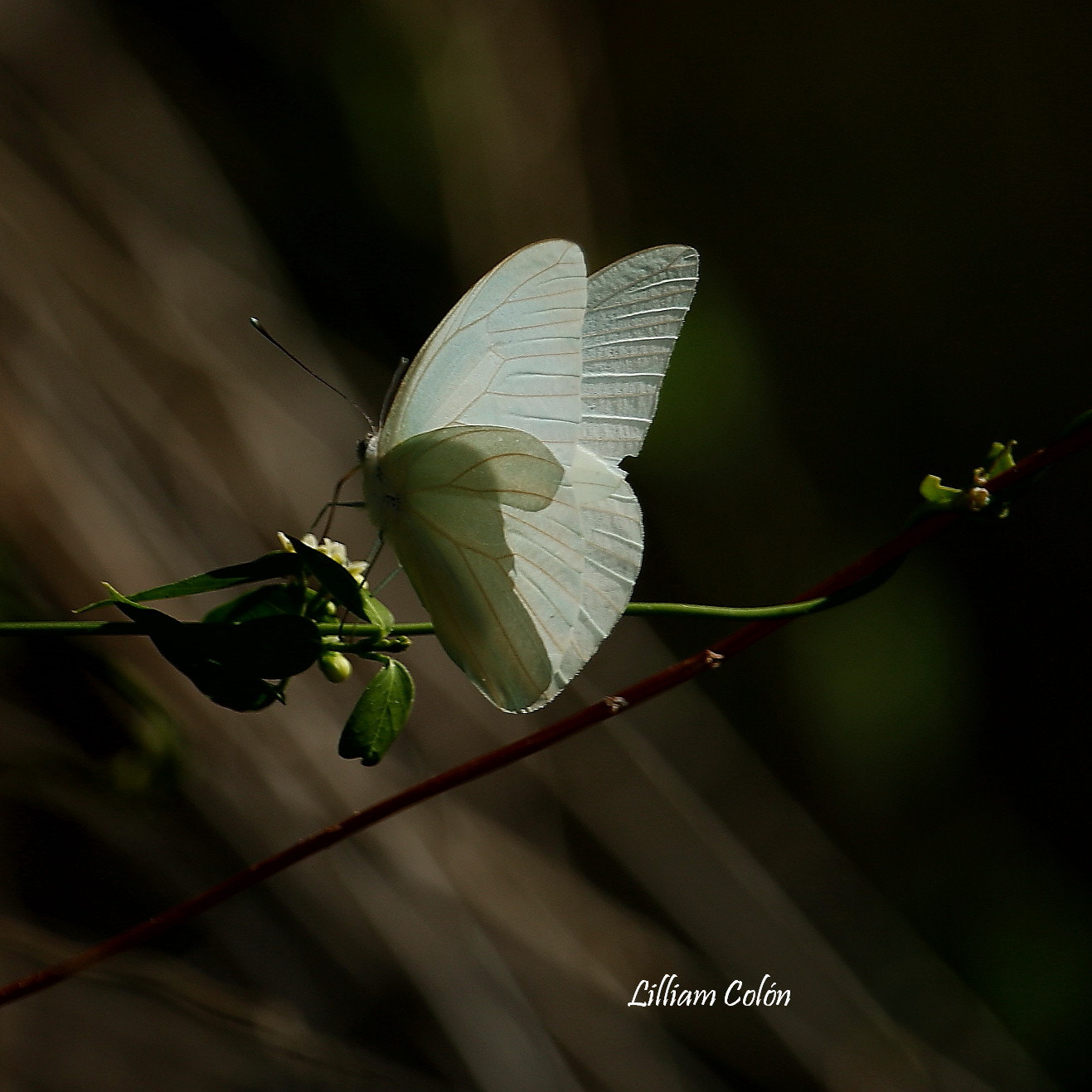 Canon EOS 70D + Canon EF-S 55-250mm F4-5.6 IS STM sample photo. Mariposa photography