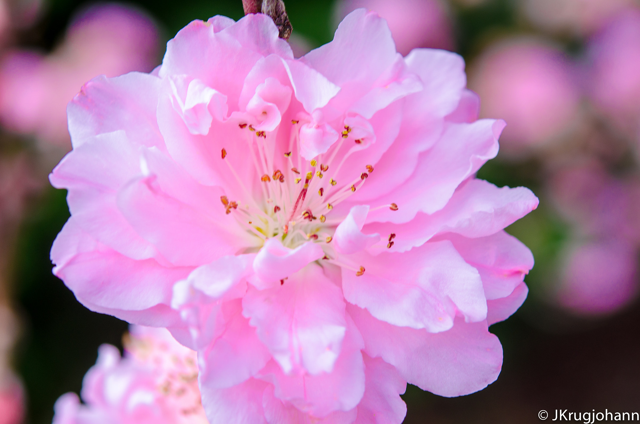 Nikon AF-S Micro-Nikkor 60mm F2.8G ED sample photo. Cherry blossom photography