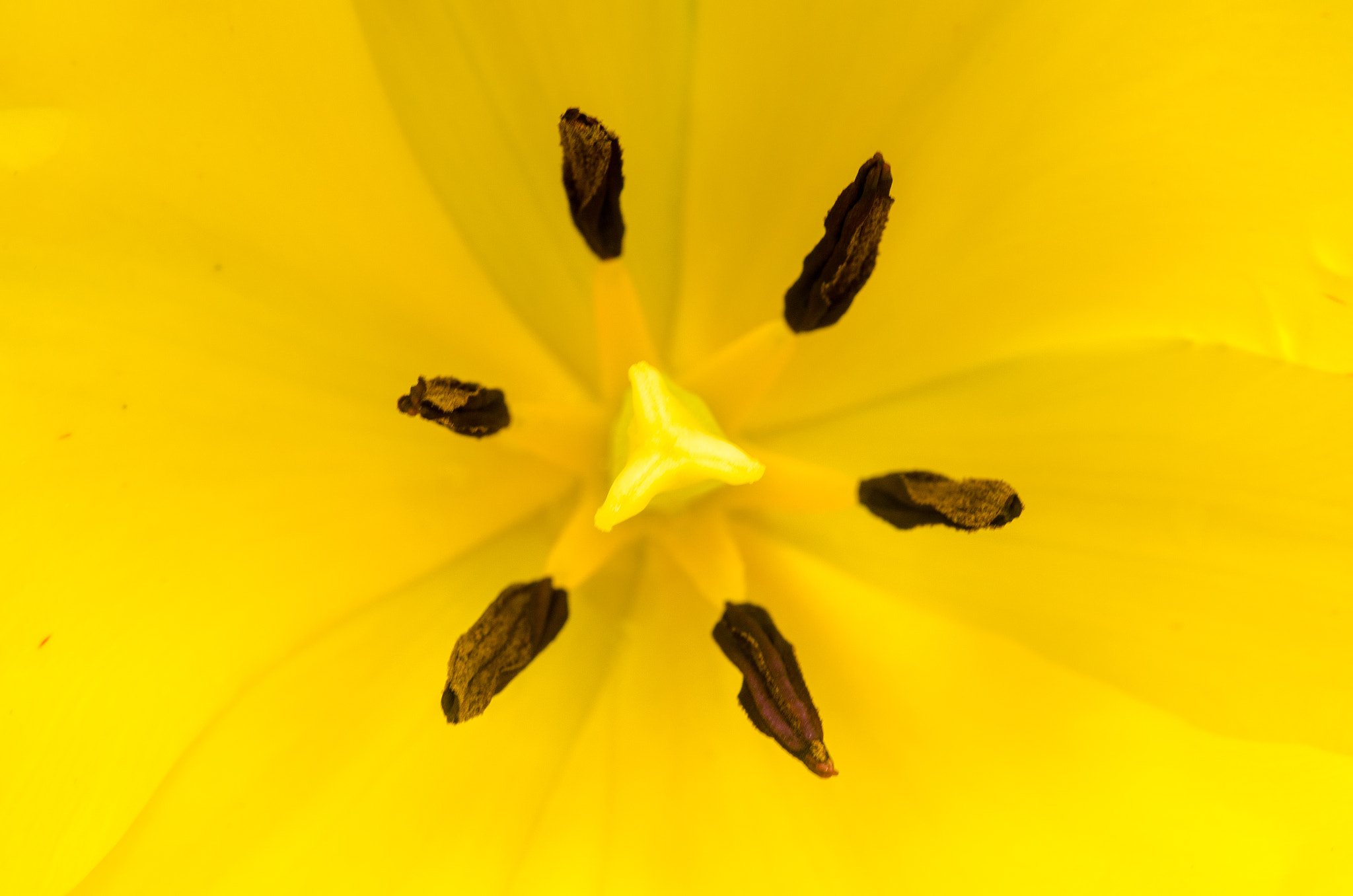 Nikon AF-S Micro-Nikkor 60mm F2.8G ED sample photo. Tulip photography