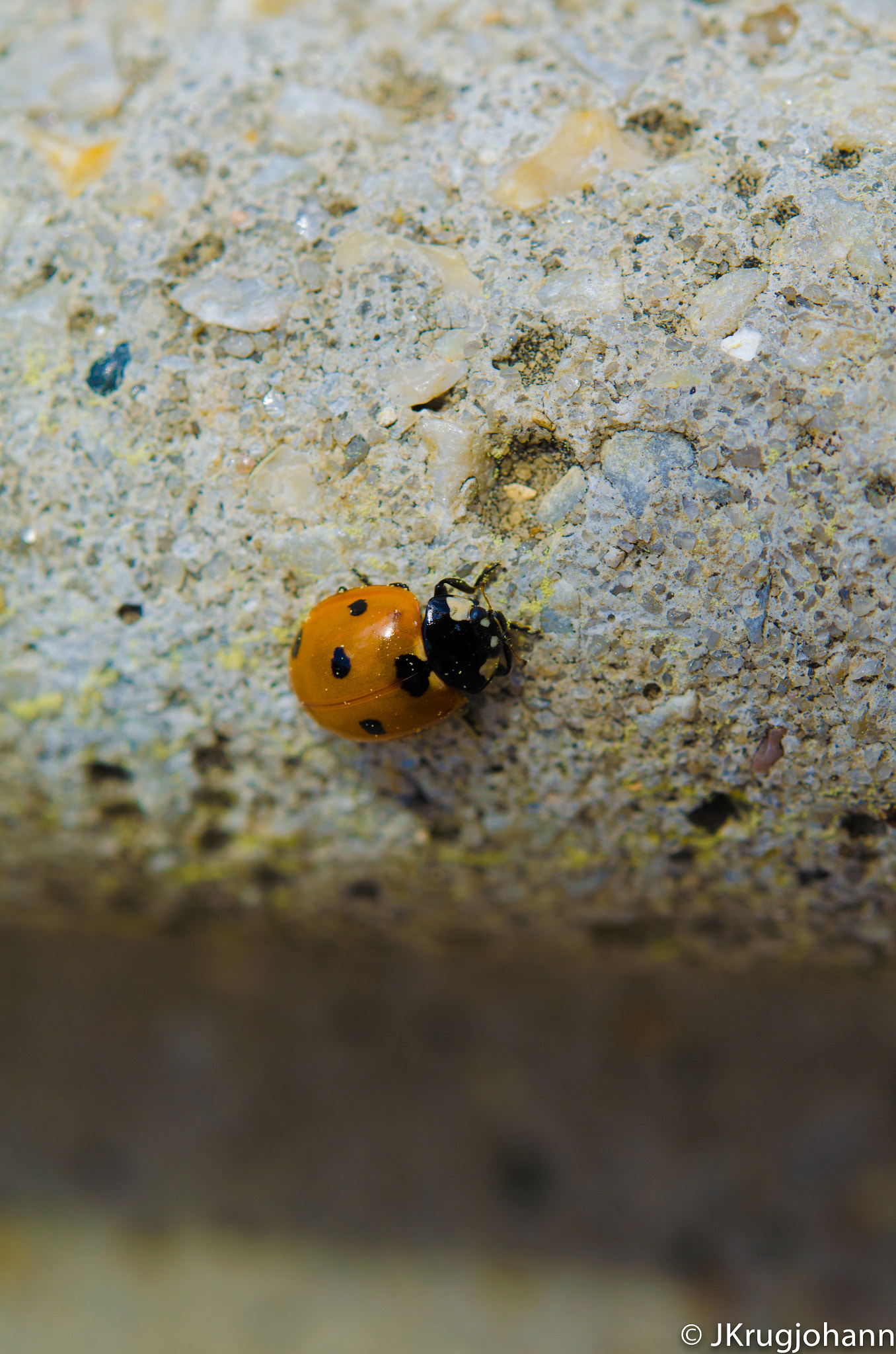 Nikon AF-S Micro-Nikkor 60mm F2.8G ED sample photo. Lady bug photography