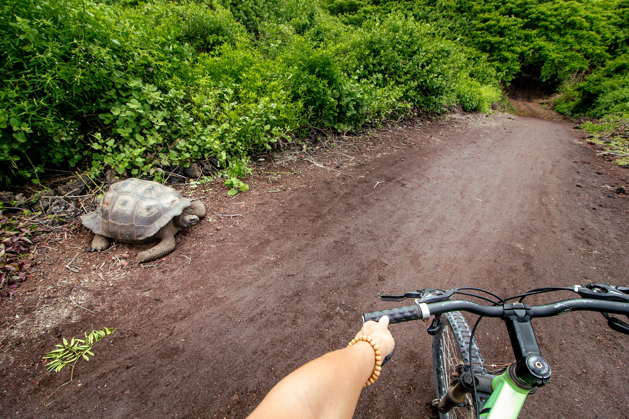 Canon EF-S 10-18mm F4.5–5.6 IS STM sample photo. Galapagos wildlife photography