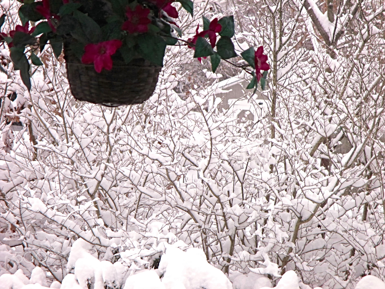 Canon PowerShot ELPH 115 IS (IXUS 132 / IXY 90F) sample photo. The trees is dressed up with snow photography