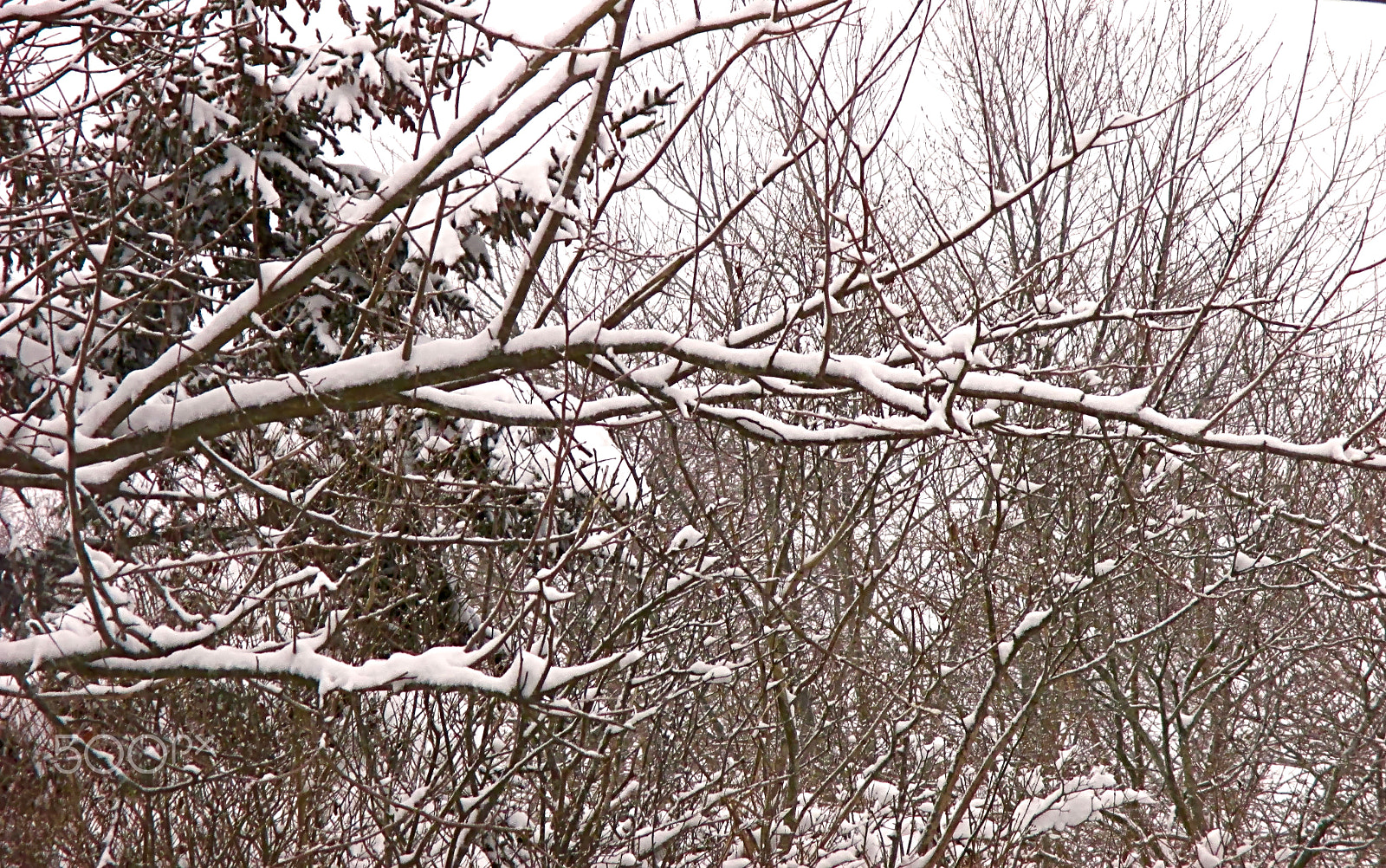 Canon PowerShot ELPH 115 IS (IXUS 132 / IXY 90F) sample photo. The trees are dressed up with snow photography