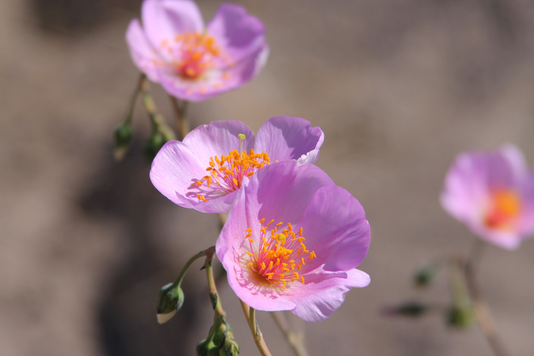 Canon EOS 1100D (EOS Rebel T3 / EOS Kiss X50) + Canon EF 28-200mm F3.5-5.6 USM sample photo. Desert flowers ... photography