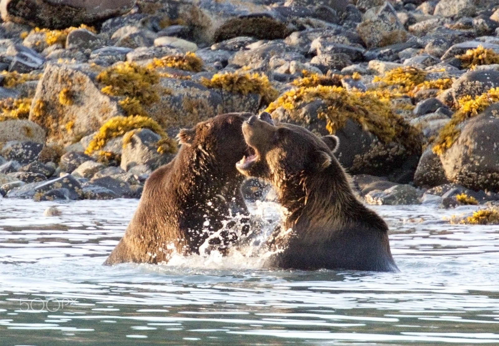 Canon EOS 50D + Canon EF 400mm F2.8L IS USM sample photo. Young brown bears sparring photography