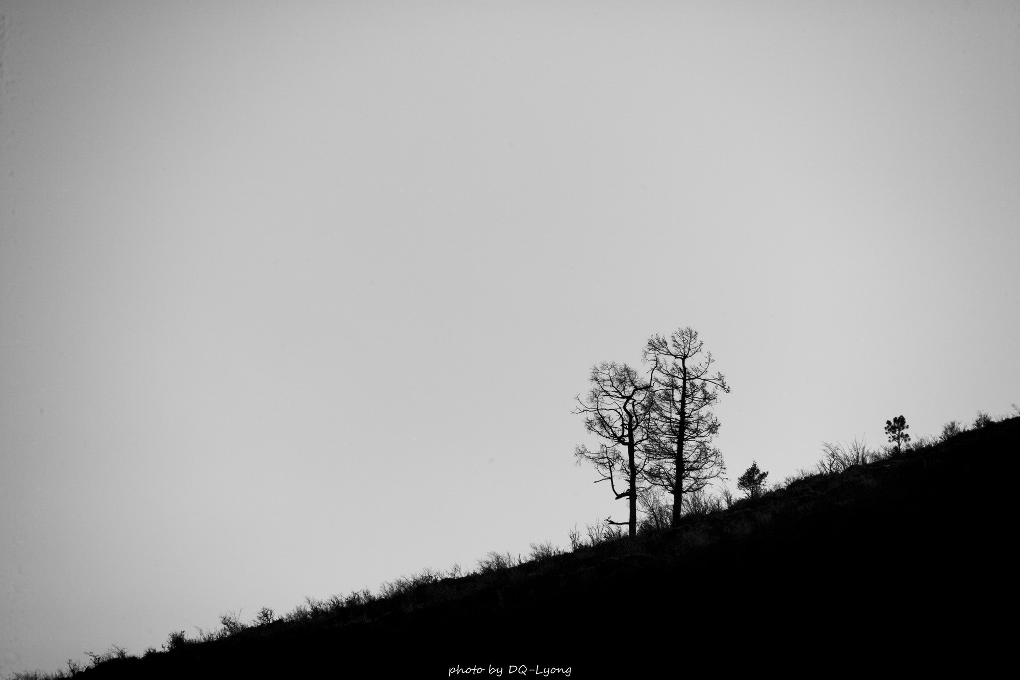 Canon EF 28-300mm F3.5-5.6L IS USM sample photo. 远方的树.jpg photography