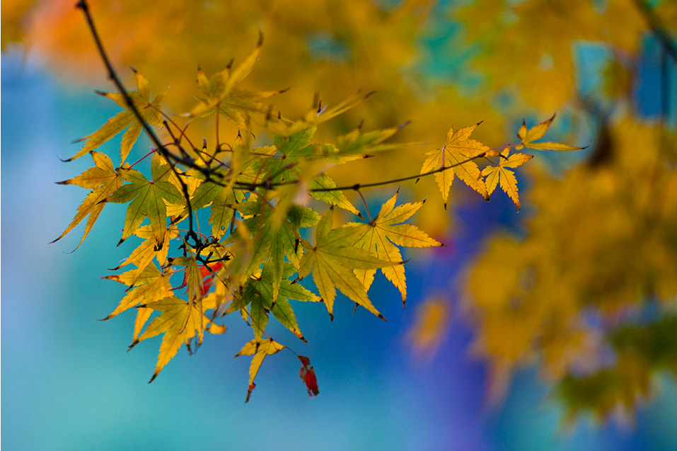 Sony Sonnar T* 135mm F1.8 ZA sample photo. Maple photography