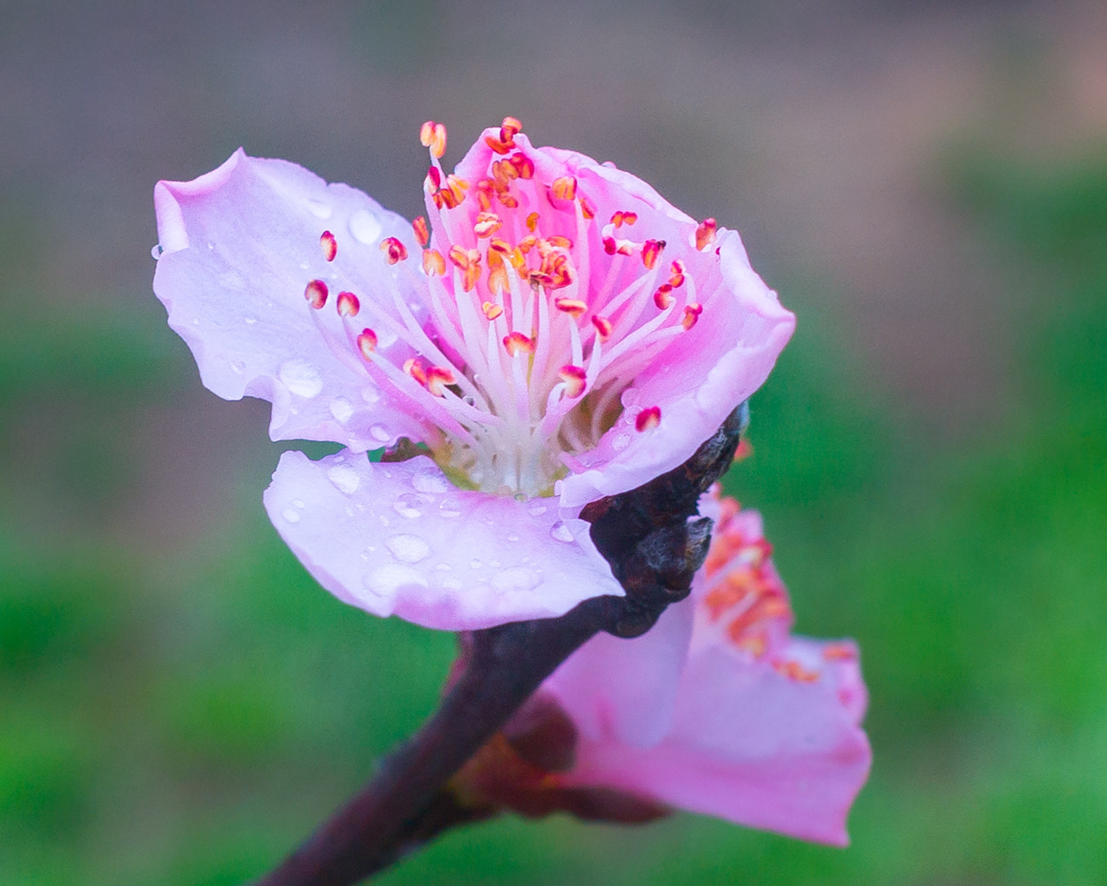 Canon EF 28mm F1.8 USM sample photo. Bud photography