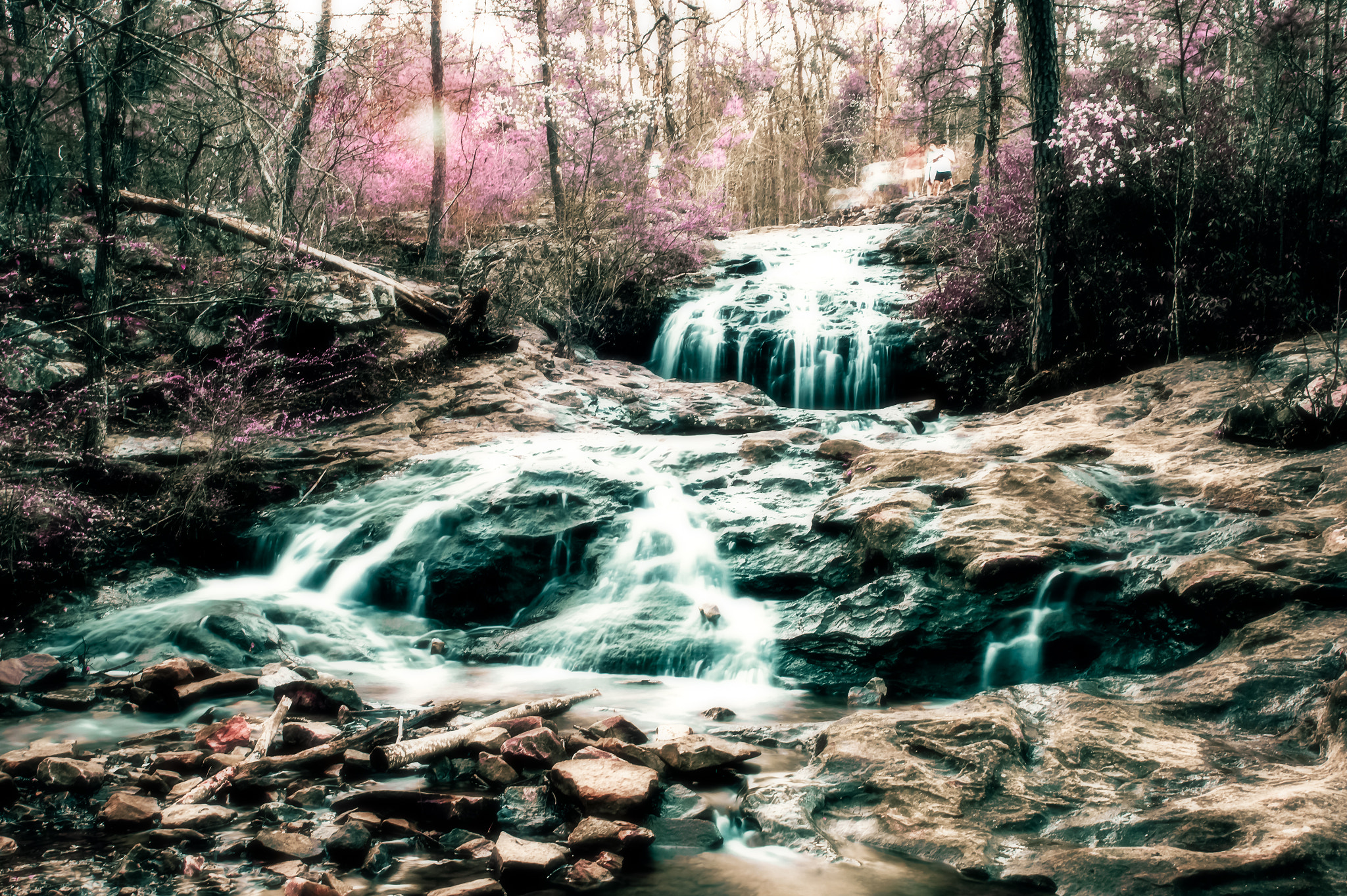 Nikon Df sample photo. Moss rock preserve photography
