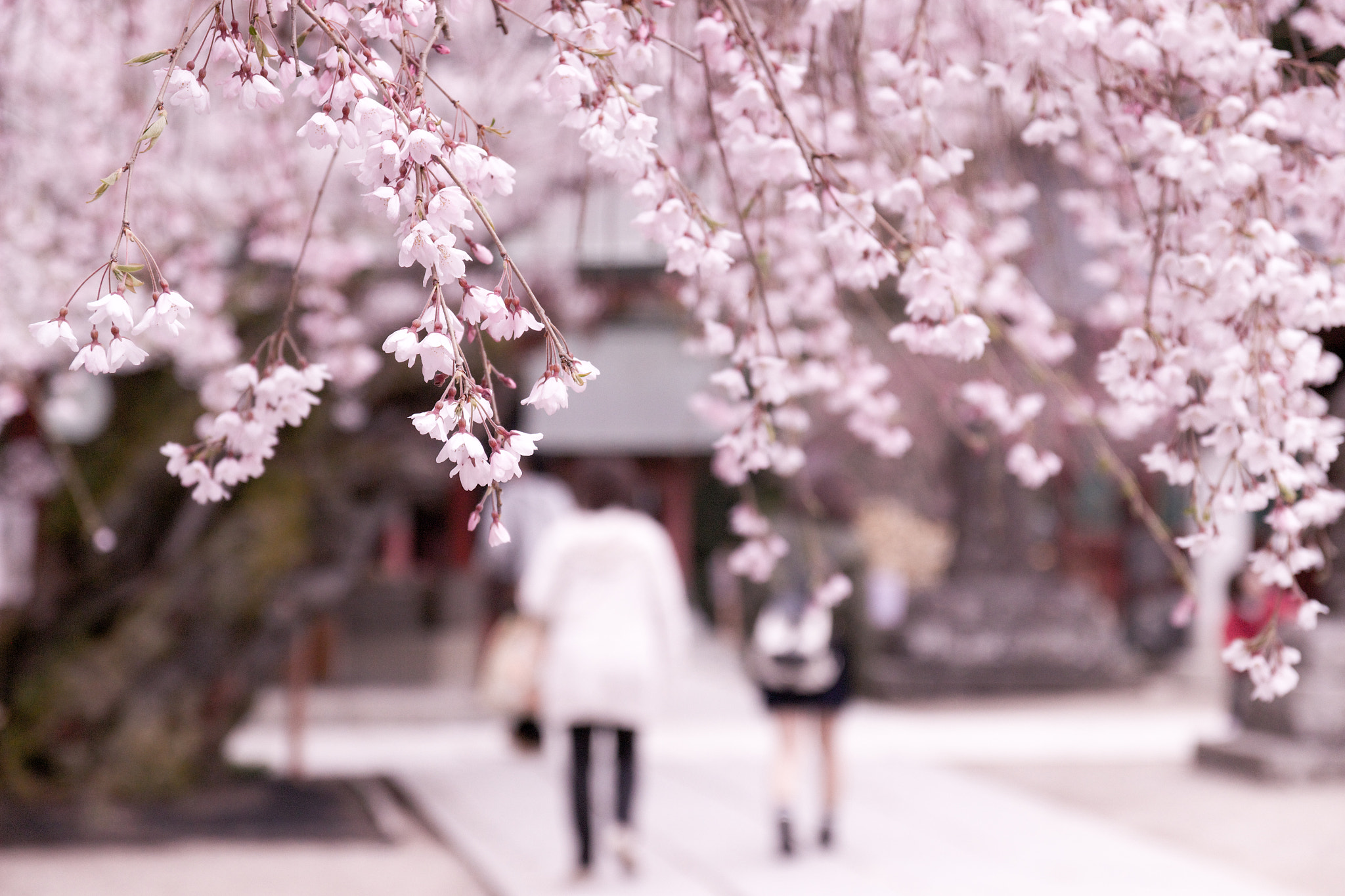 Sigma 17-70mm F2.8-4 DC Macro OS HSM sample photo. Sakura of memories photography