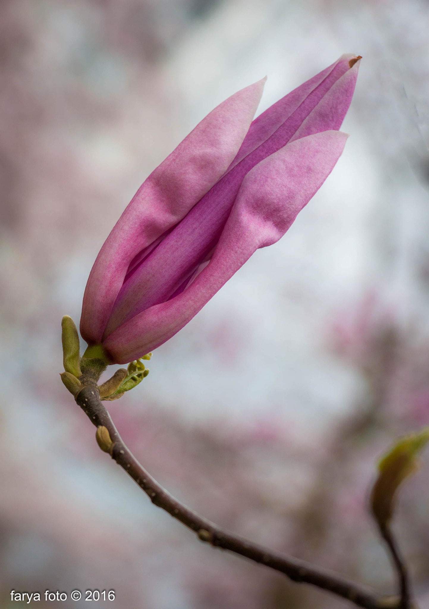 Canon EF-S 18-135mm F3.5-5.6 IS STM sample photo. Magnificent magnolia photography