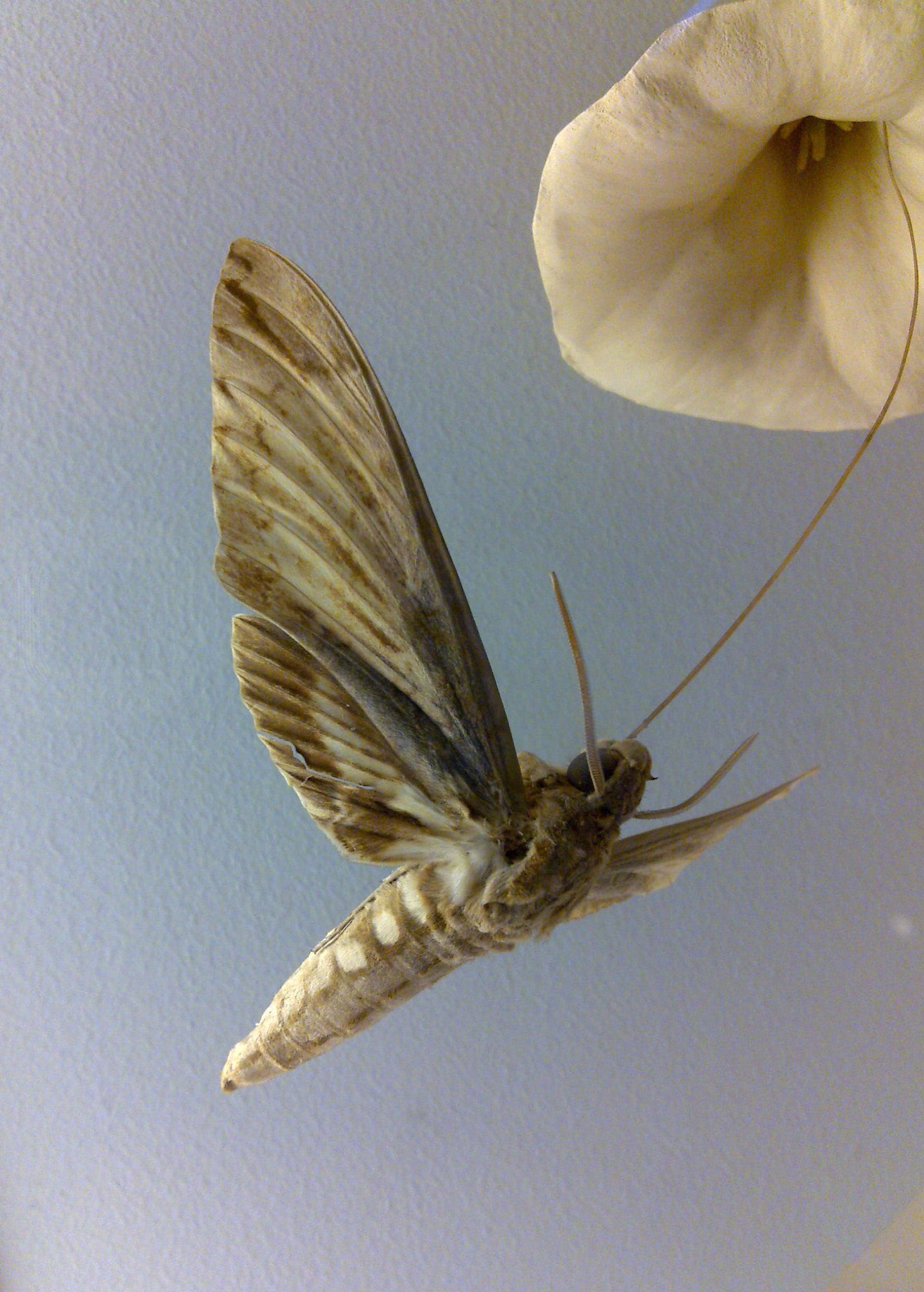 Nokia N96 sample photo